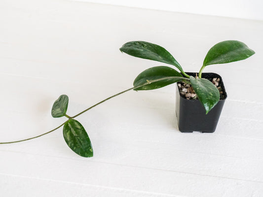 Hoya Lai Chau (Splash) | 2-Inch