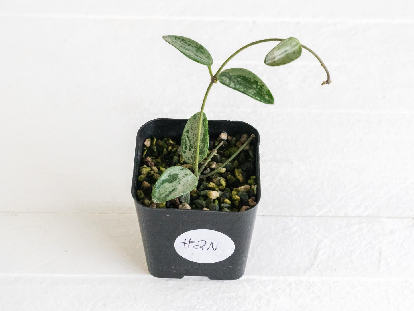 Hoya lima (Silver) | 2-Inch