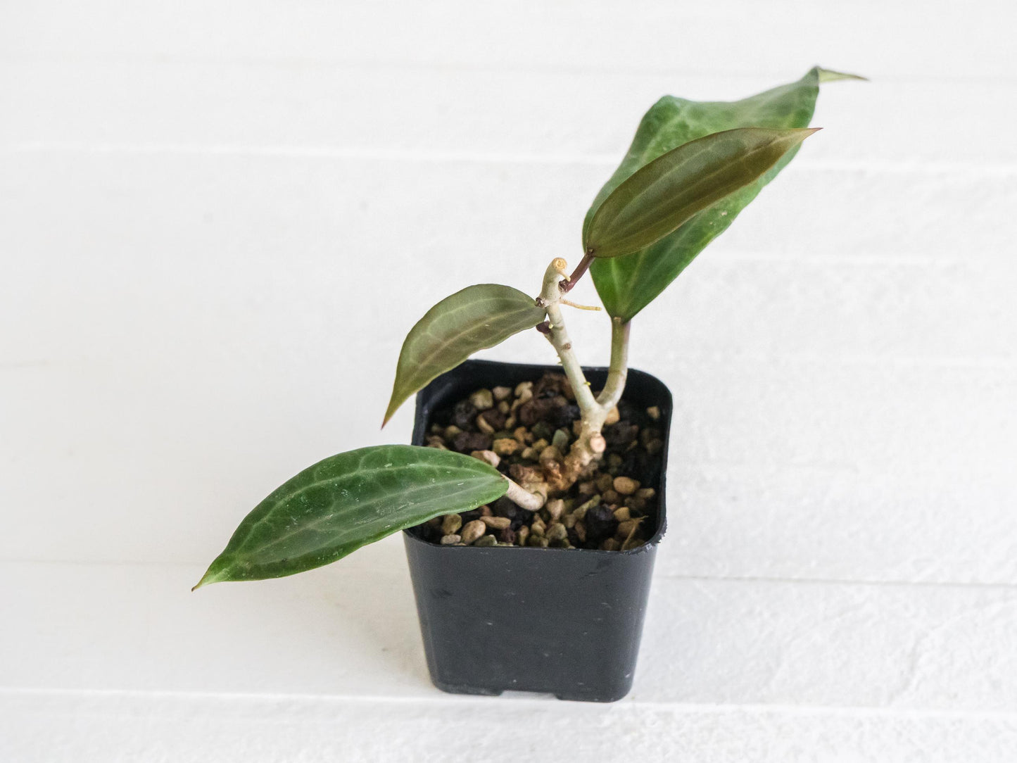 Hoya jasper blink | 2-Inch