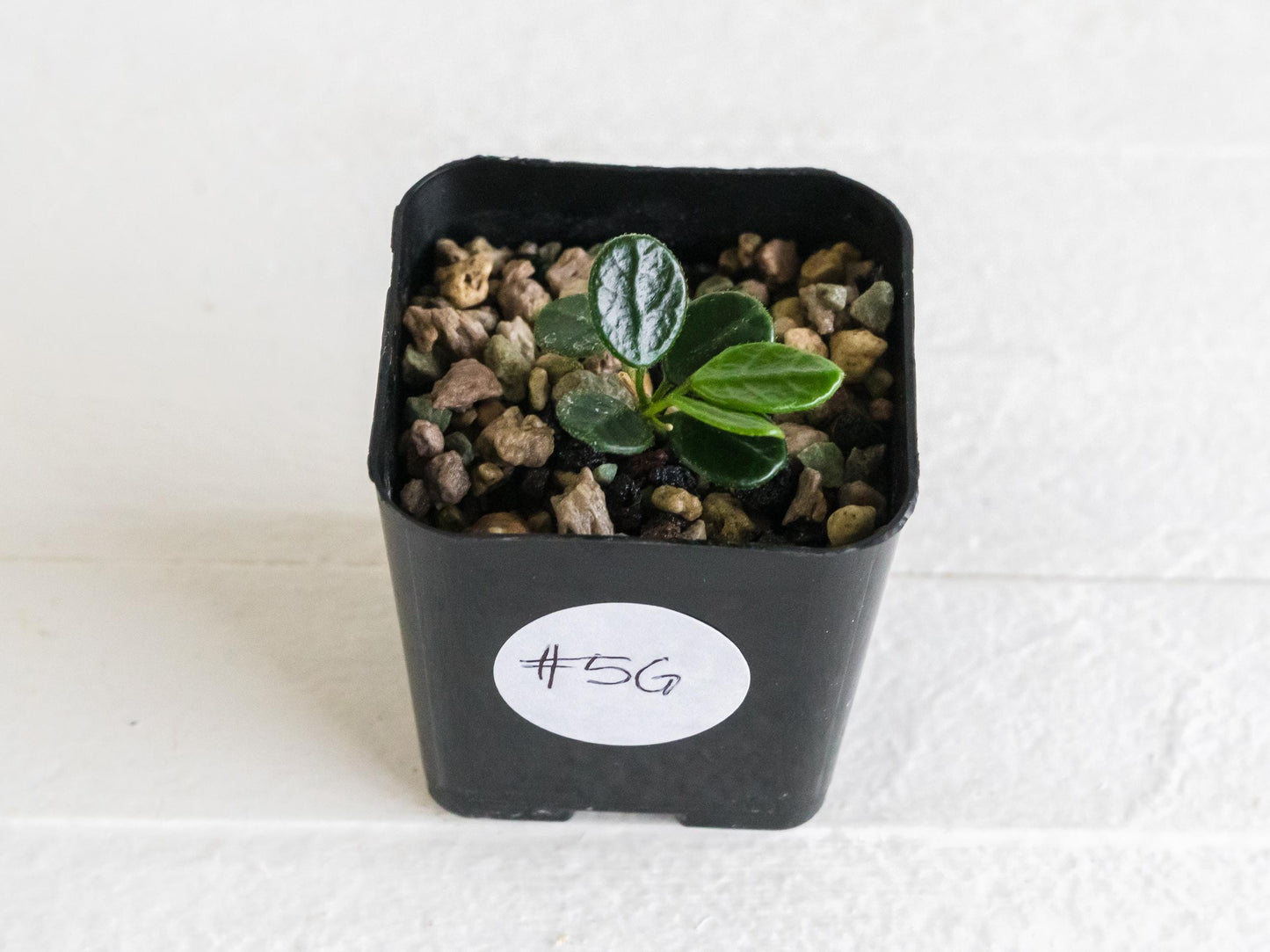 Hoya tengchongensis | 2-Inch