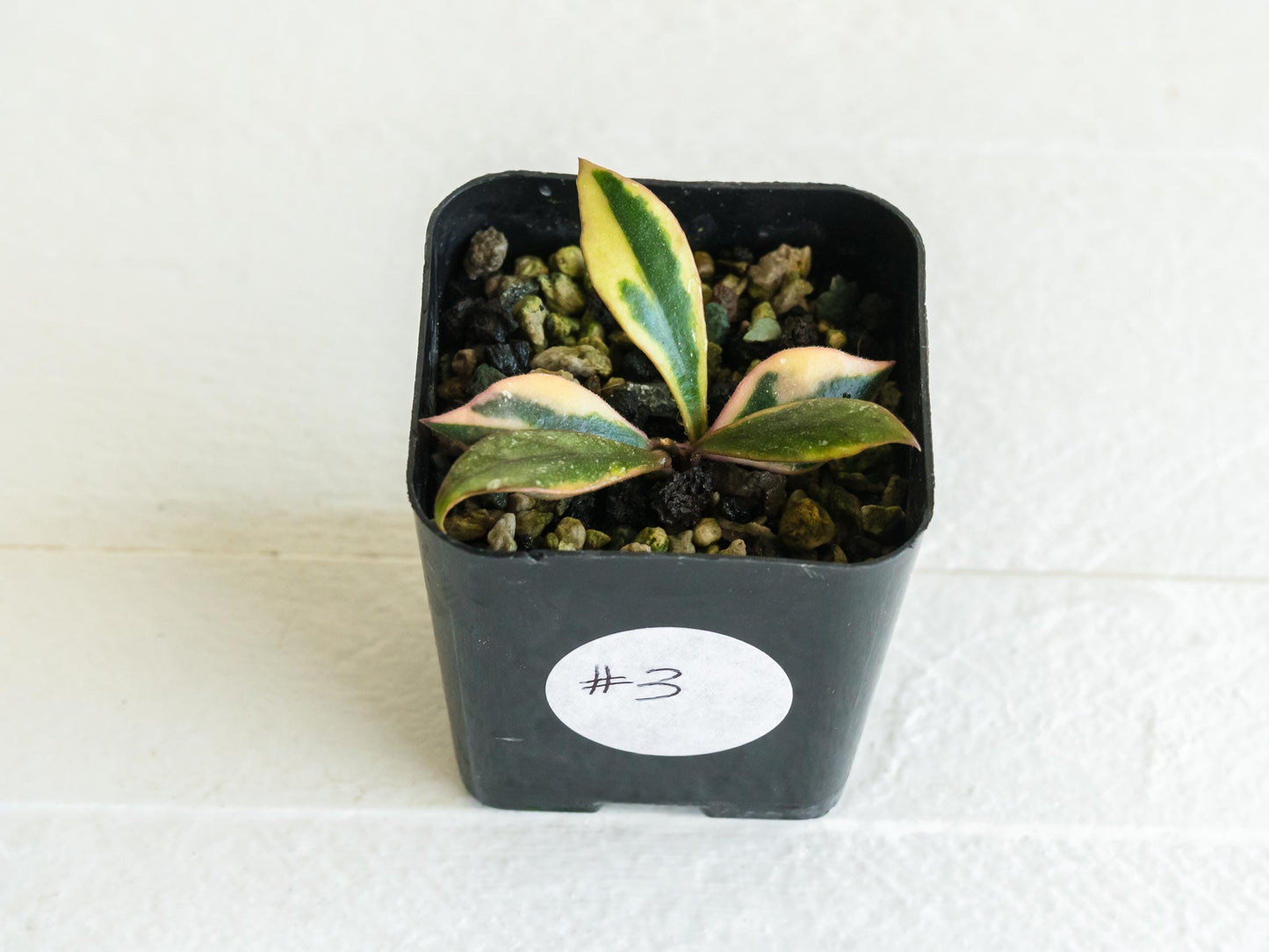Hoya bakoensis (Outer Variegated - Albo) | 2-Inch