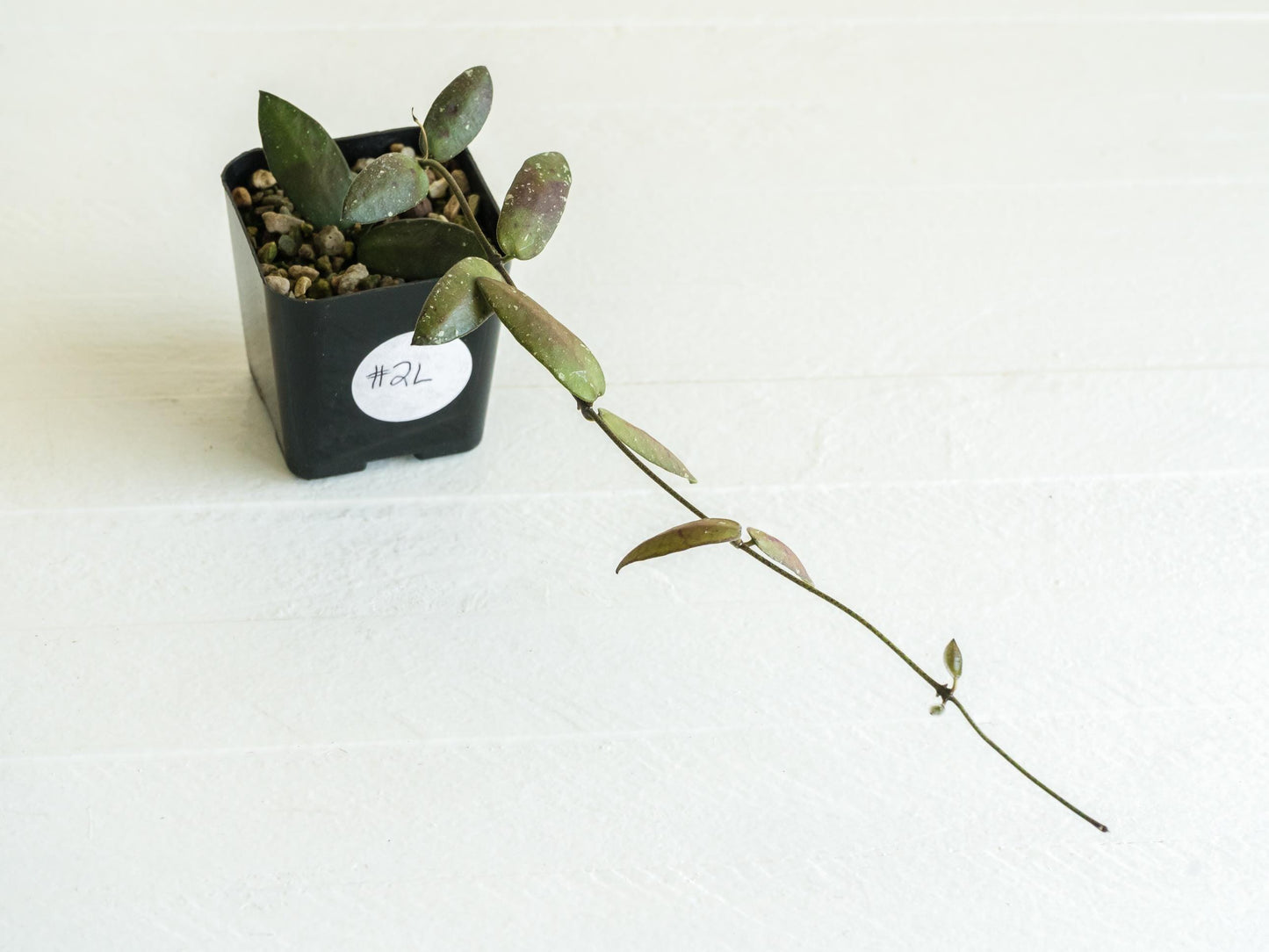 Hoya sigillatis 'Alas River' | 2-Inch