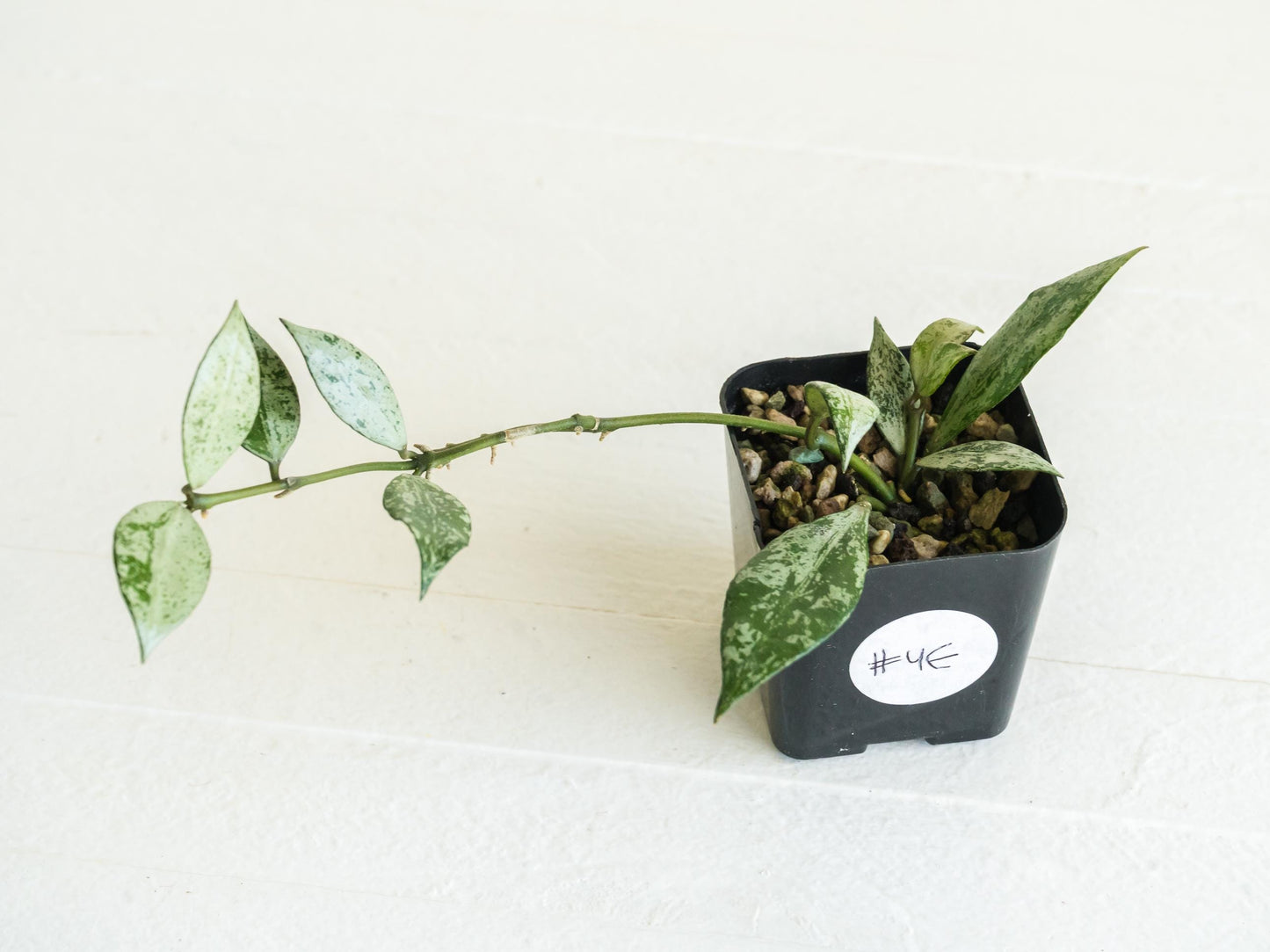 Hoya lacunosa 'Silver Lime' | 2-Inch