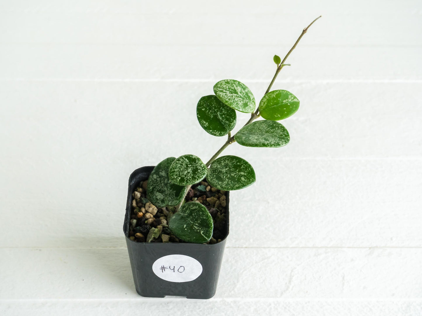 Hoya 'Mathilde' (Splash) | 2-Inch
