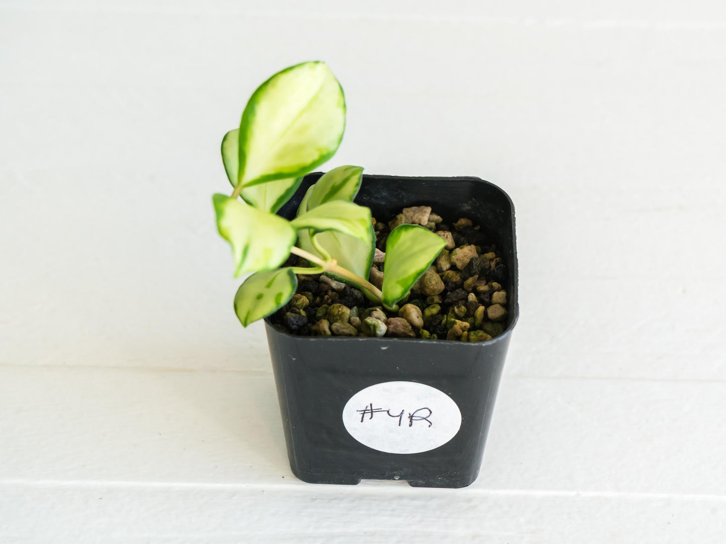 Hoya heuschkeliana (Inner Variegated)| 2-Inch