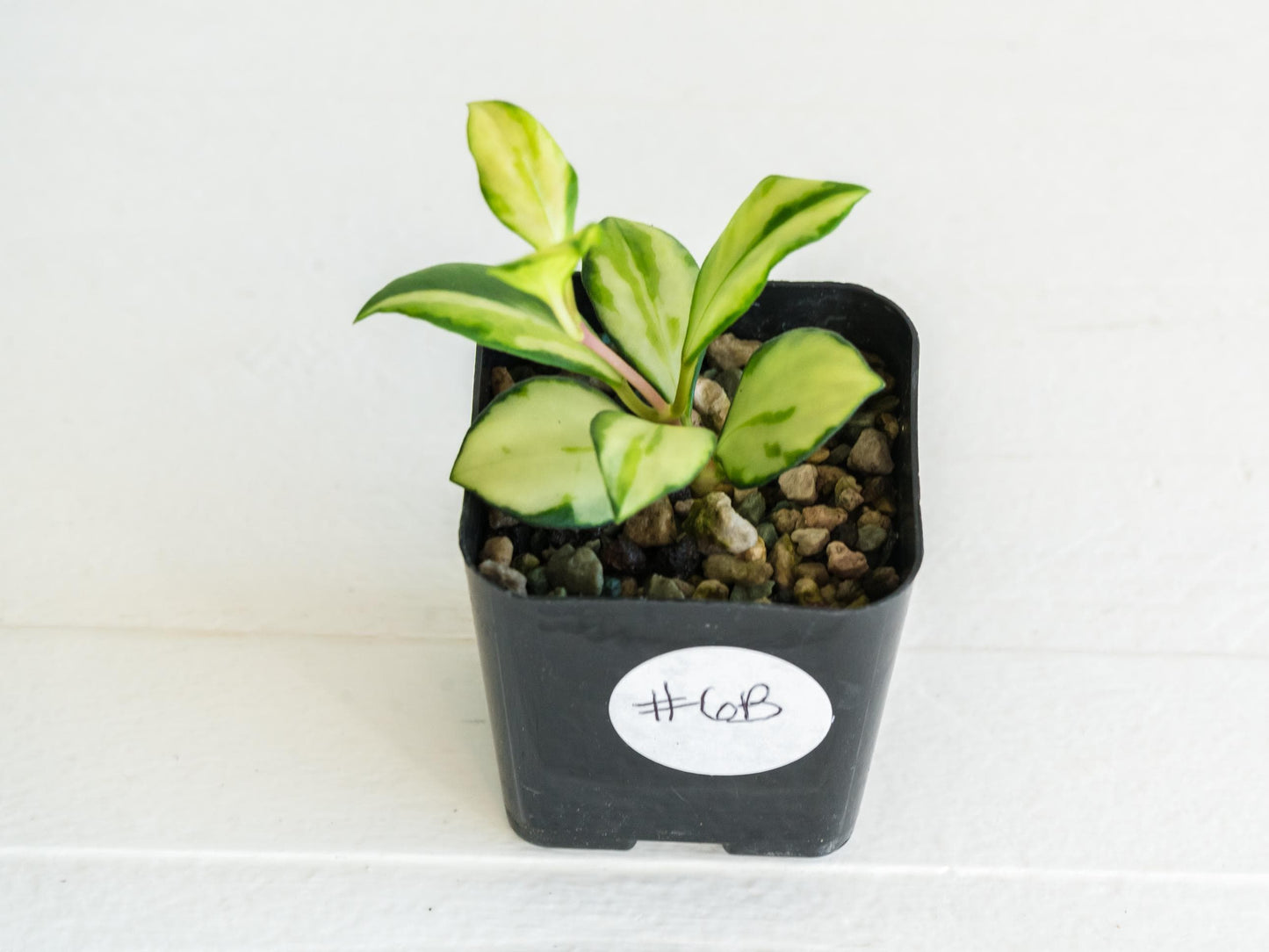 Hoya heuschkeliana (Inner Variegated)| 2-Inch