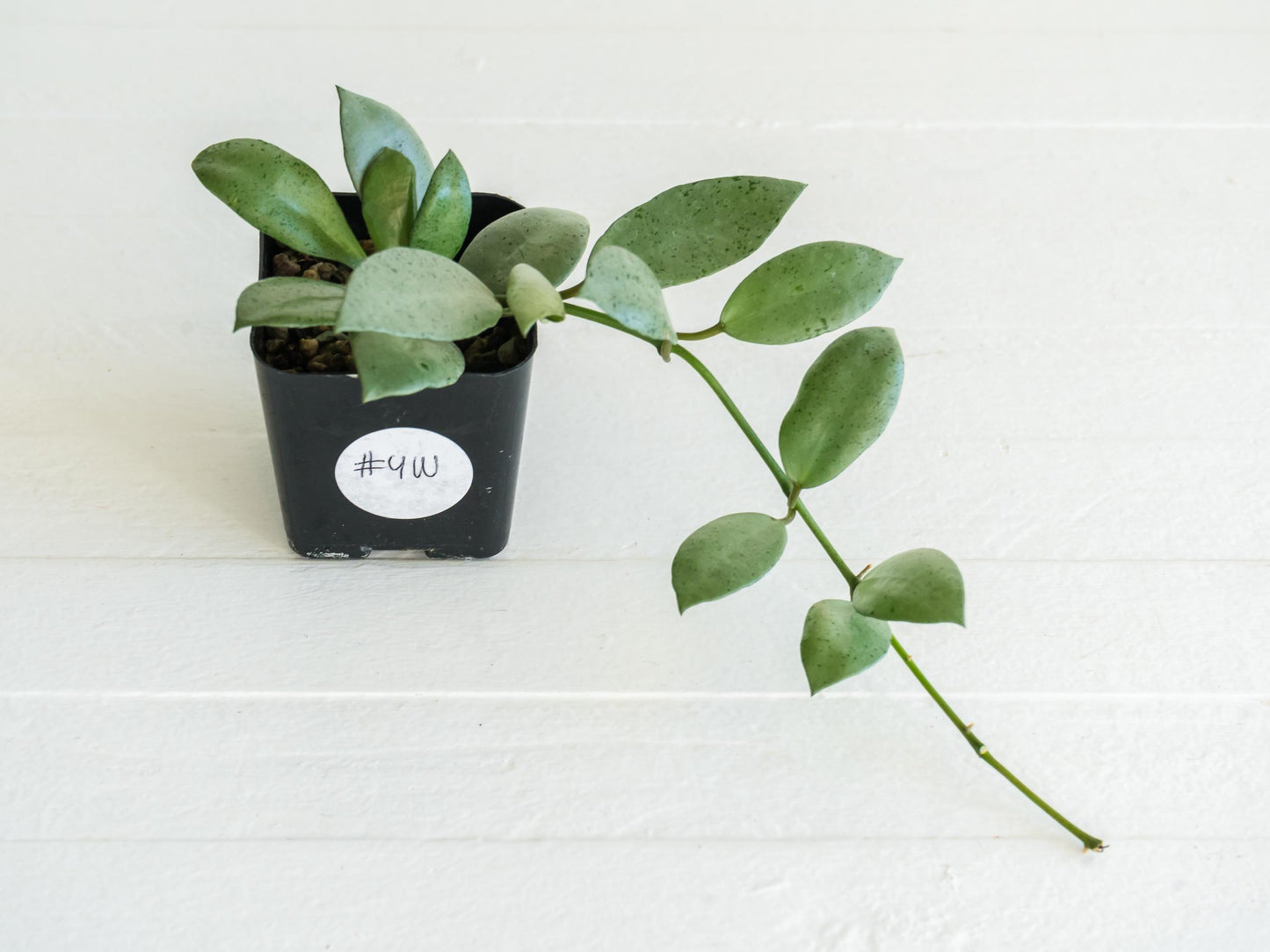 Hoya lacunosa 'Silver Mint Coin' | 2-Inch