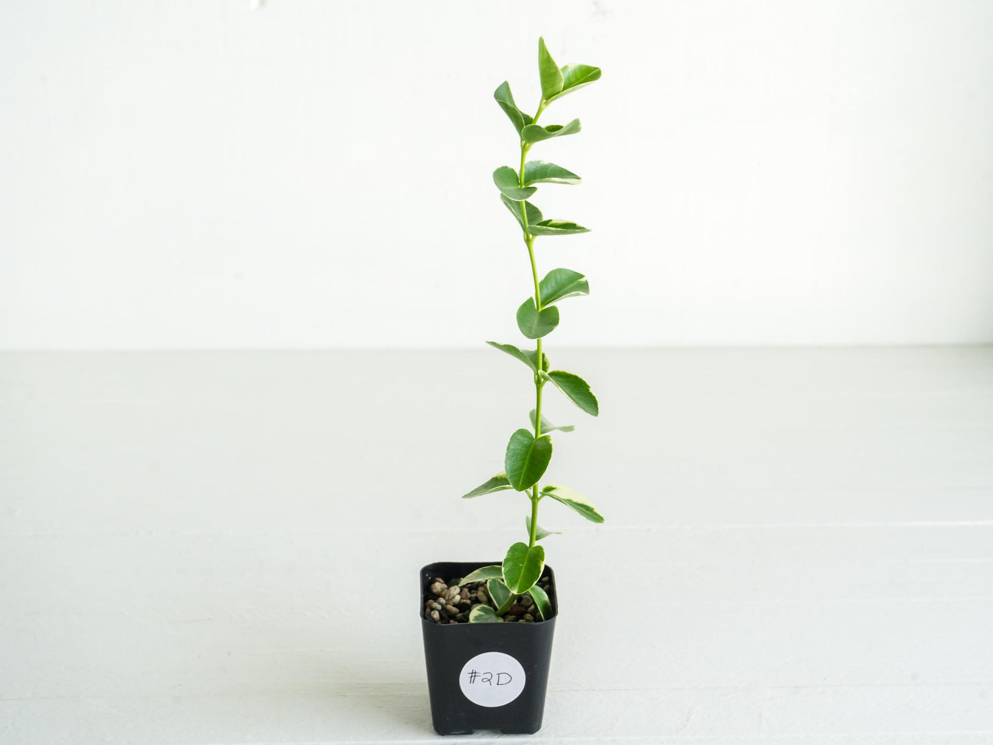 Hoya cumingiana (Albo | Outer Variegated) | 2-Inch