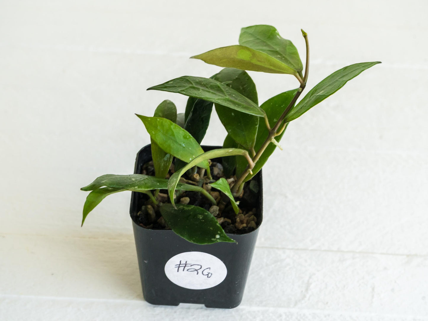 Hoya 'Rebecca' | 2-Inch