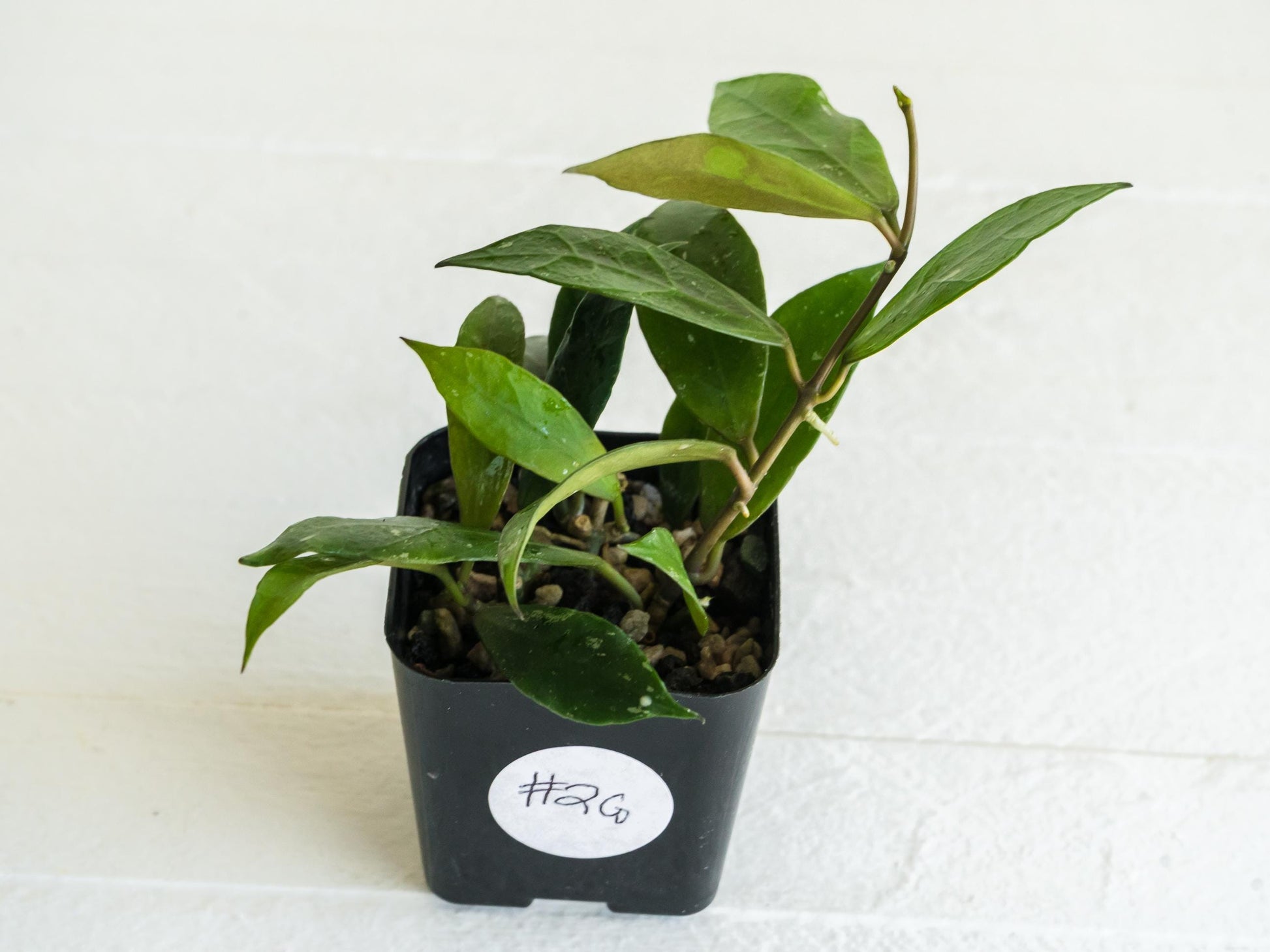 Hoya 'Rebecca' | 2-Inch