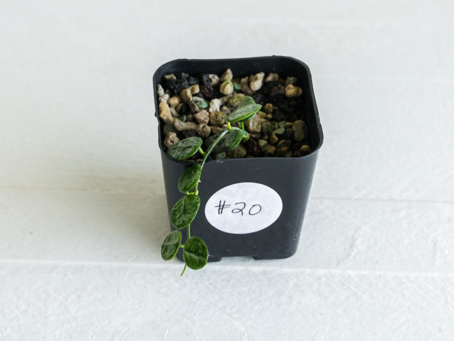 Hoya serpens (Splash) | 2-Inch