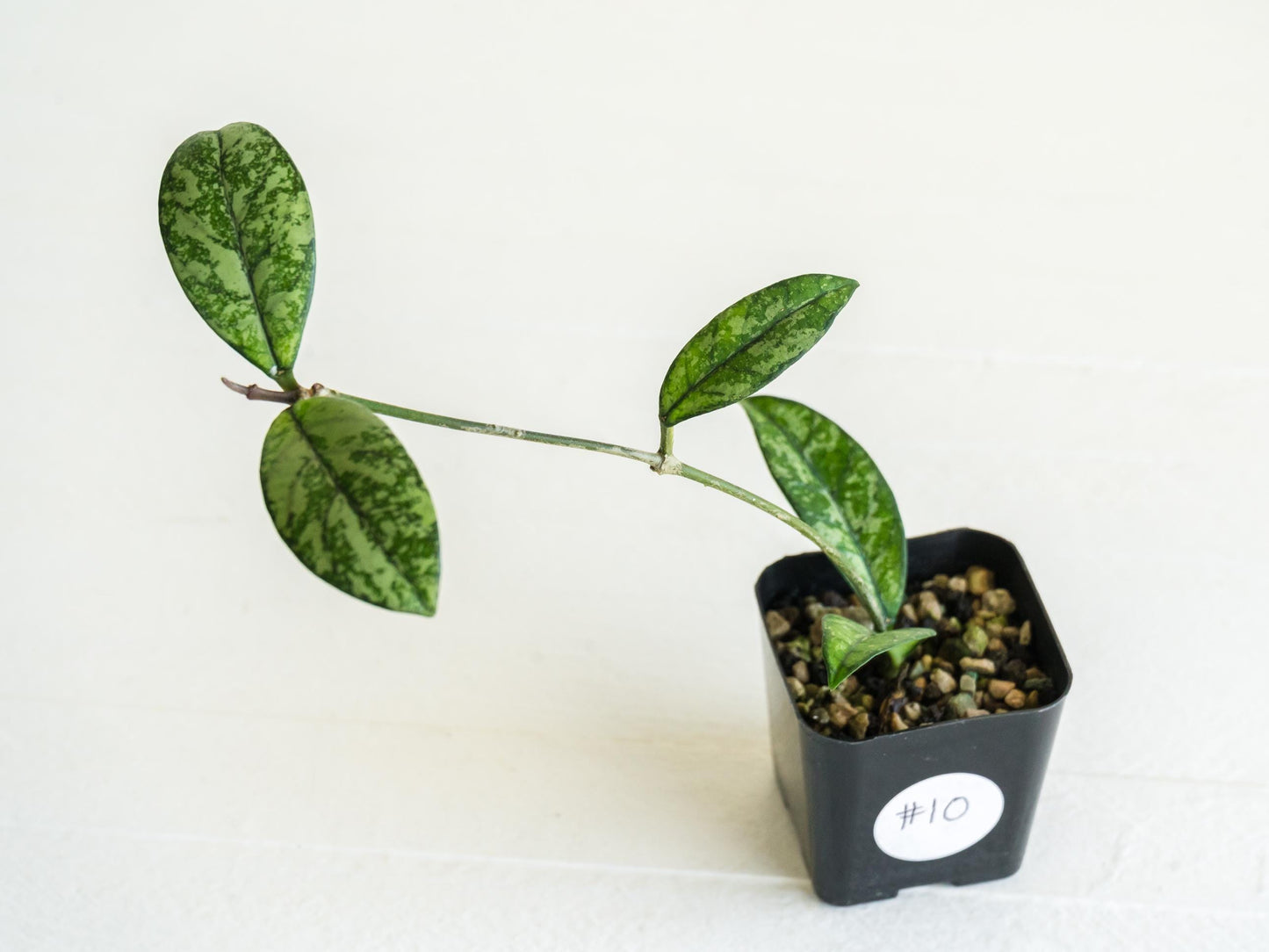 Hoya crassipetiolata (Splash) | 2-Inch