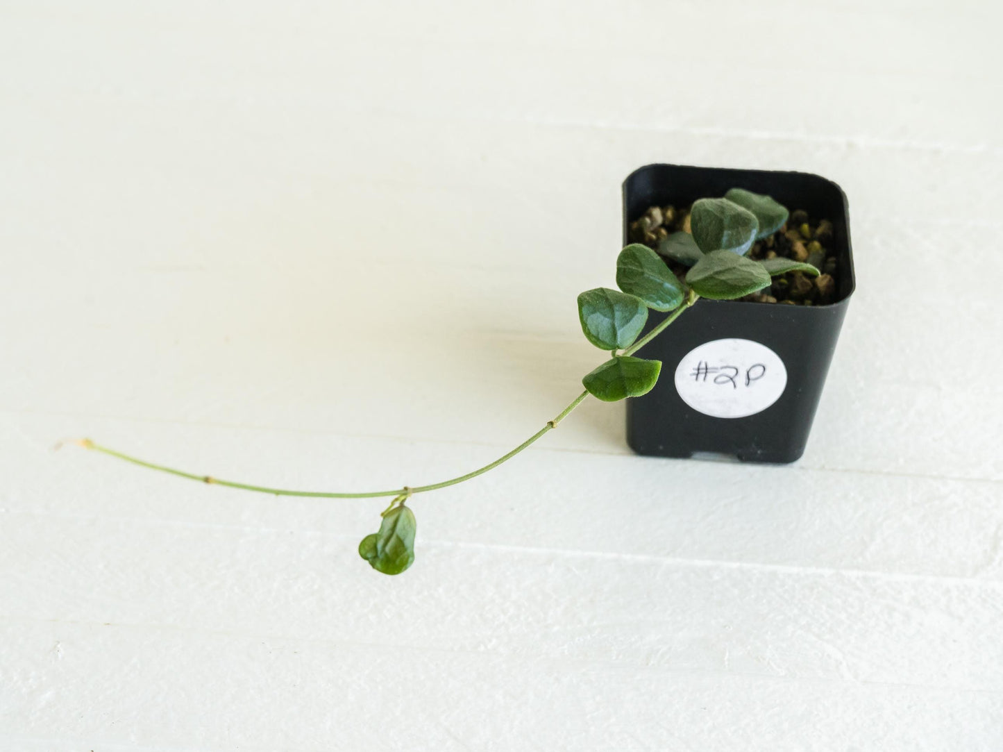 Hoya obcordata | 2-Inch