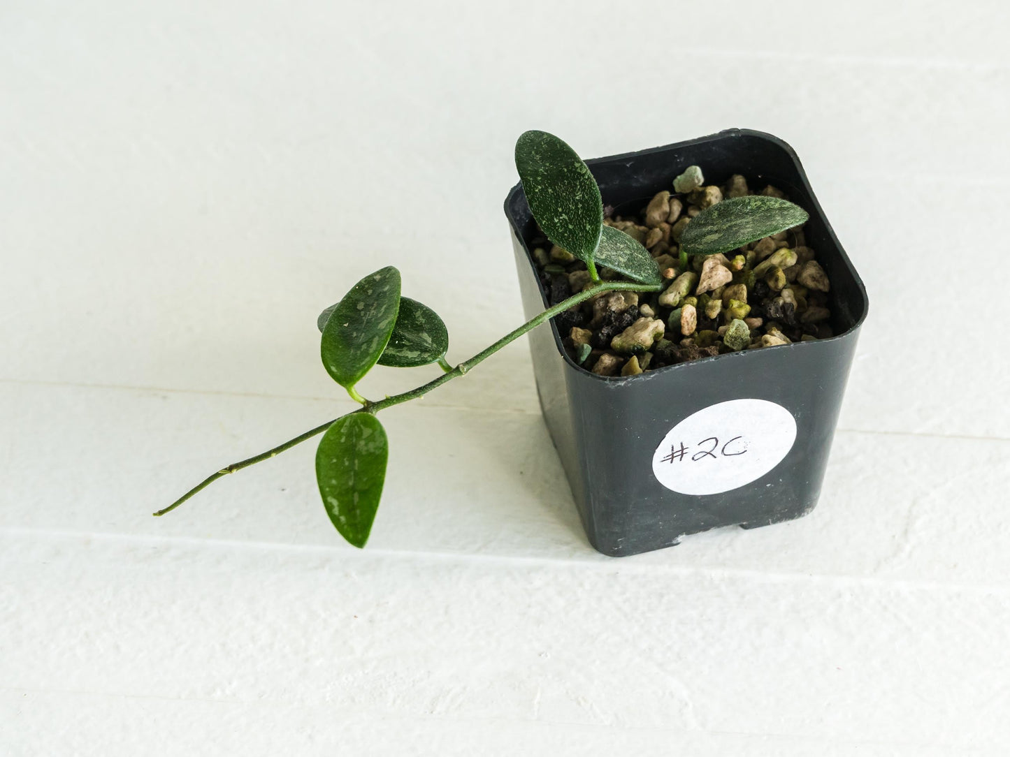 Hoya lima (Splash) | 2-Inch