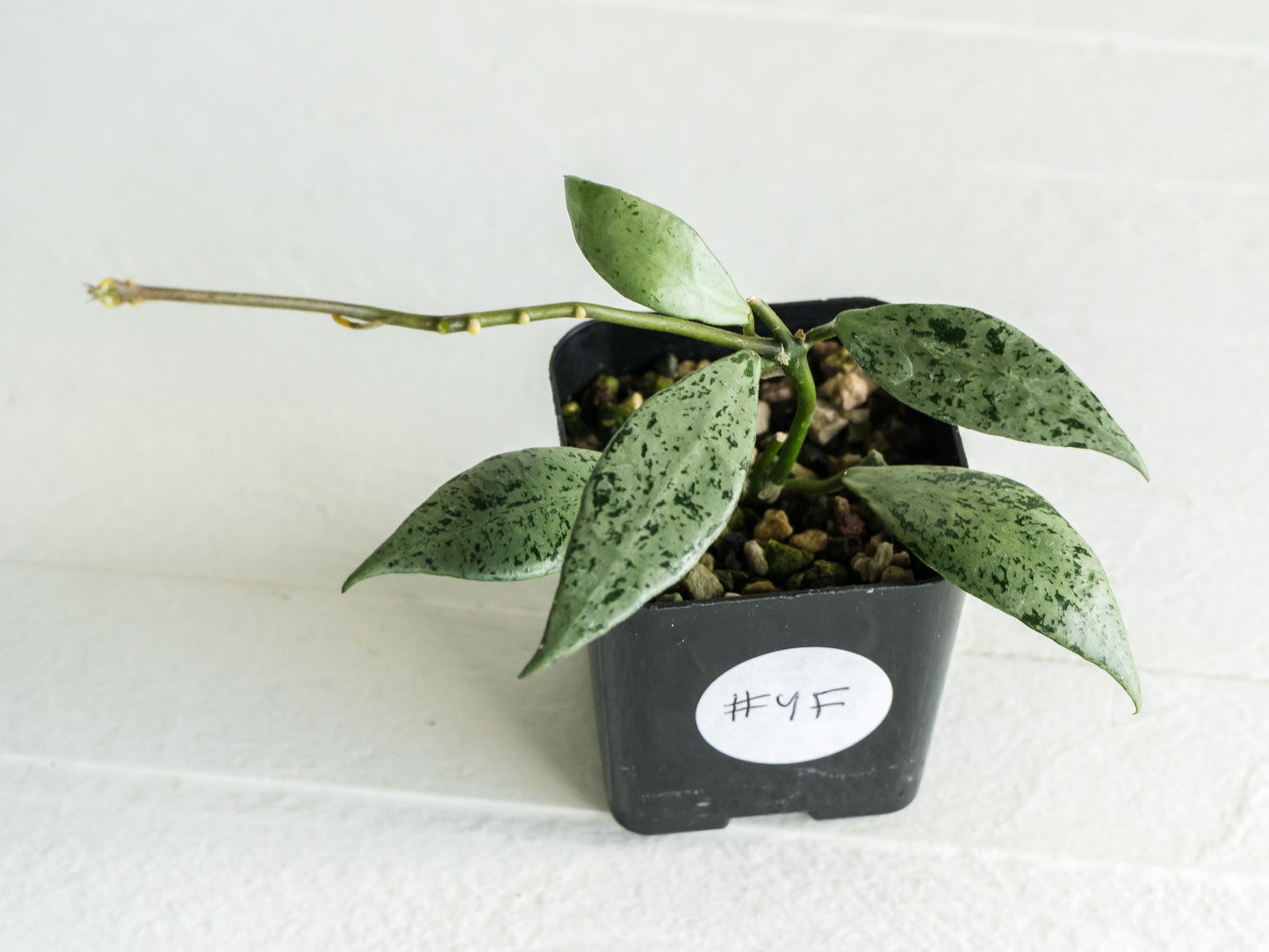 Hoya lacunosa 'Silver Lime' | 2-Inch