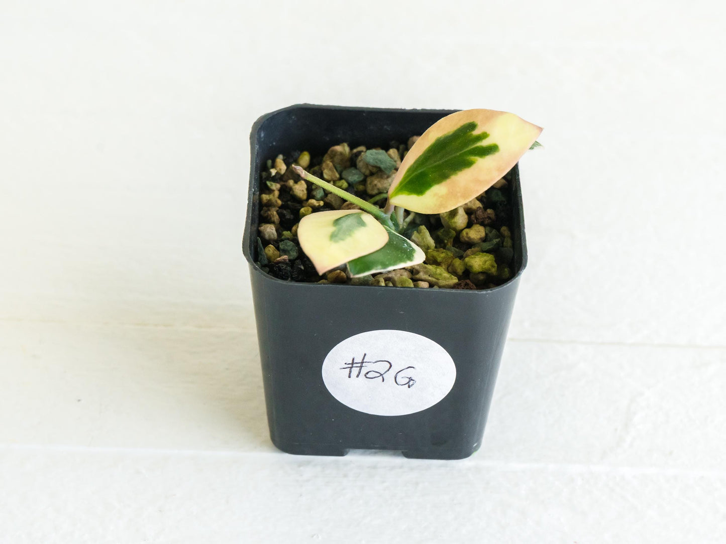 Hoya incurvula (Albomarginata / Outer Variegated) aka Hoya palta | 2-Inch