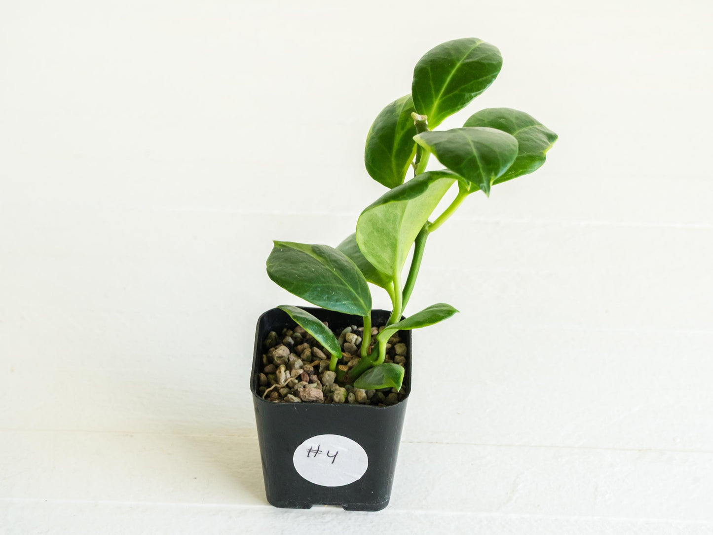 Hoya obscura (Albo | Outer Variegated) | 2-Inch