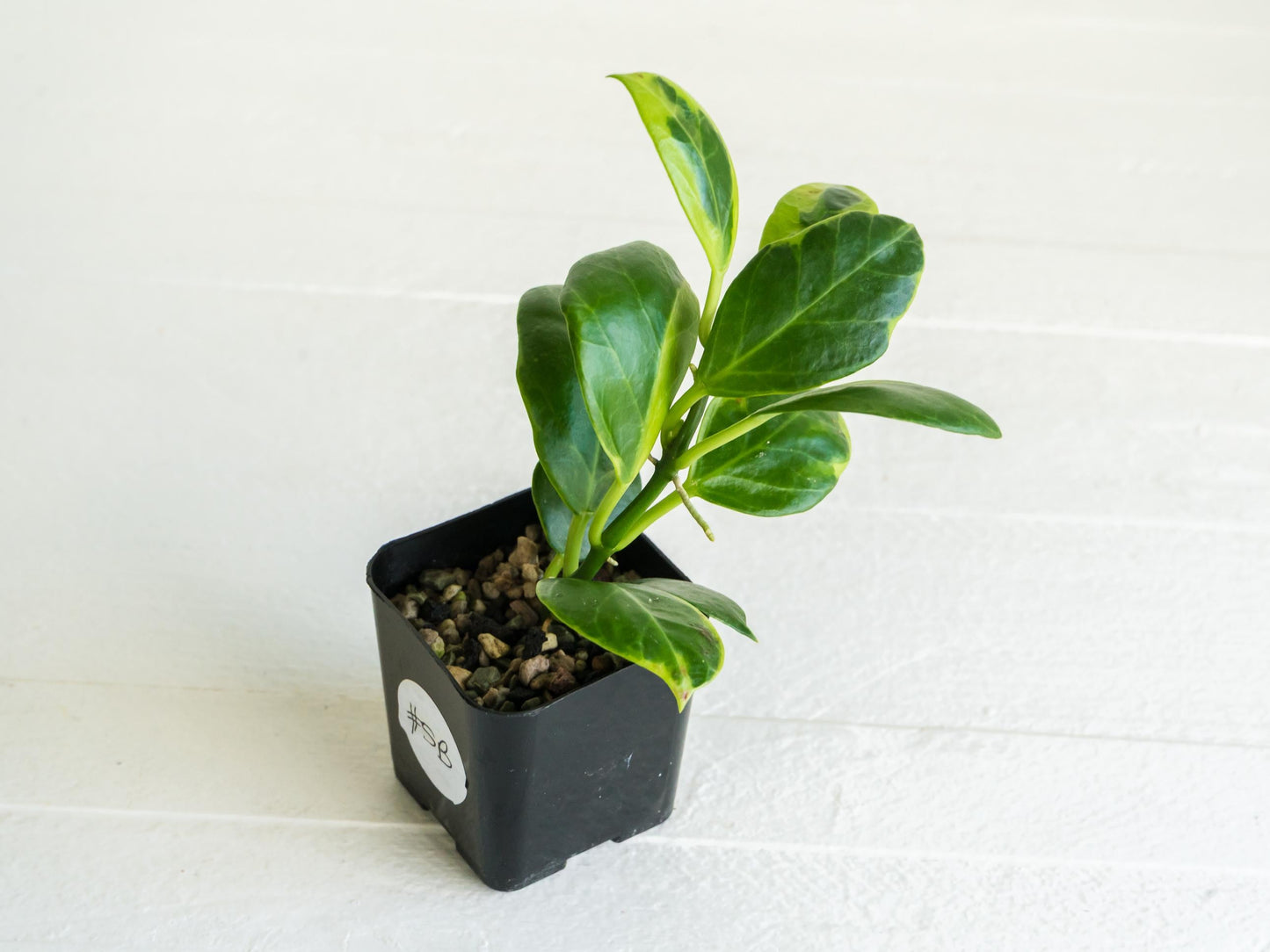 Hoya obscura (Albo | Outer Variegated) | 2-Inch