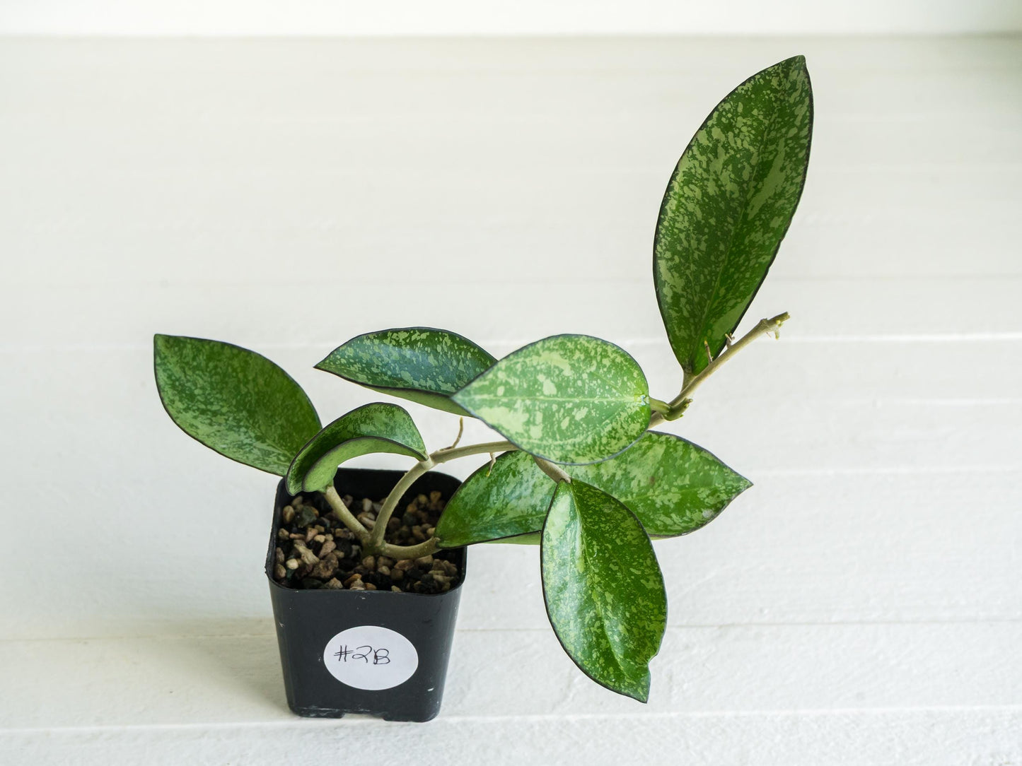 Hoya icensis (Splash) fka Patcharawalai (023) | 2-Inch