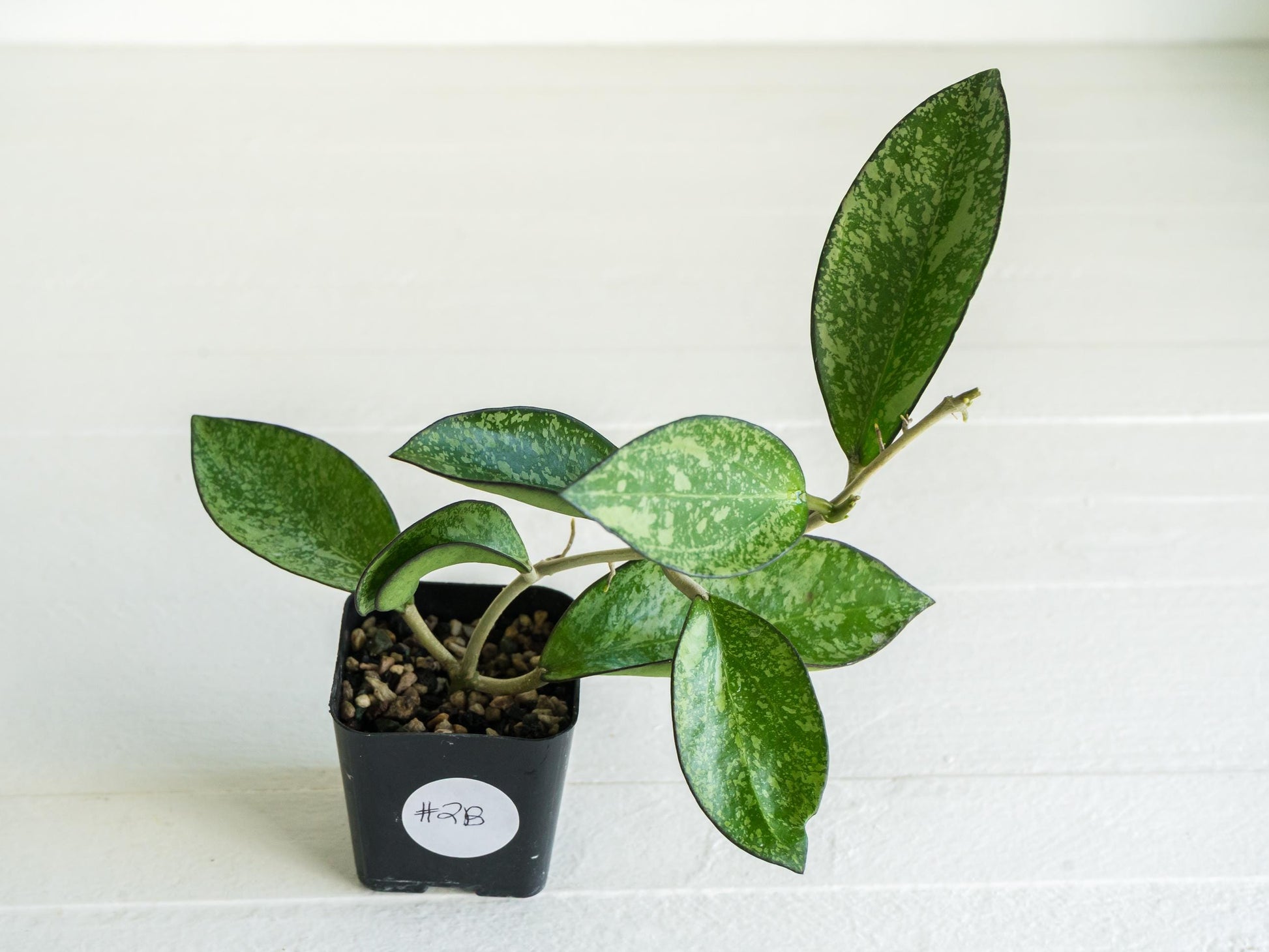 Hoya icensis (Splash) fka Patcharawalai (023) | 2-Inch