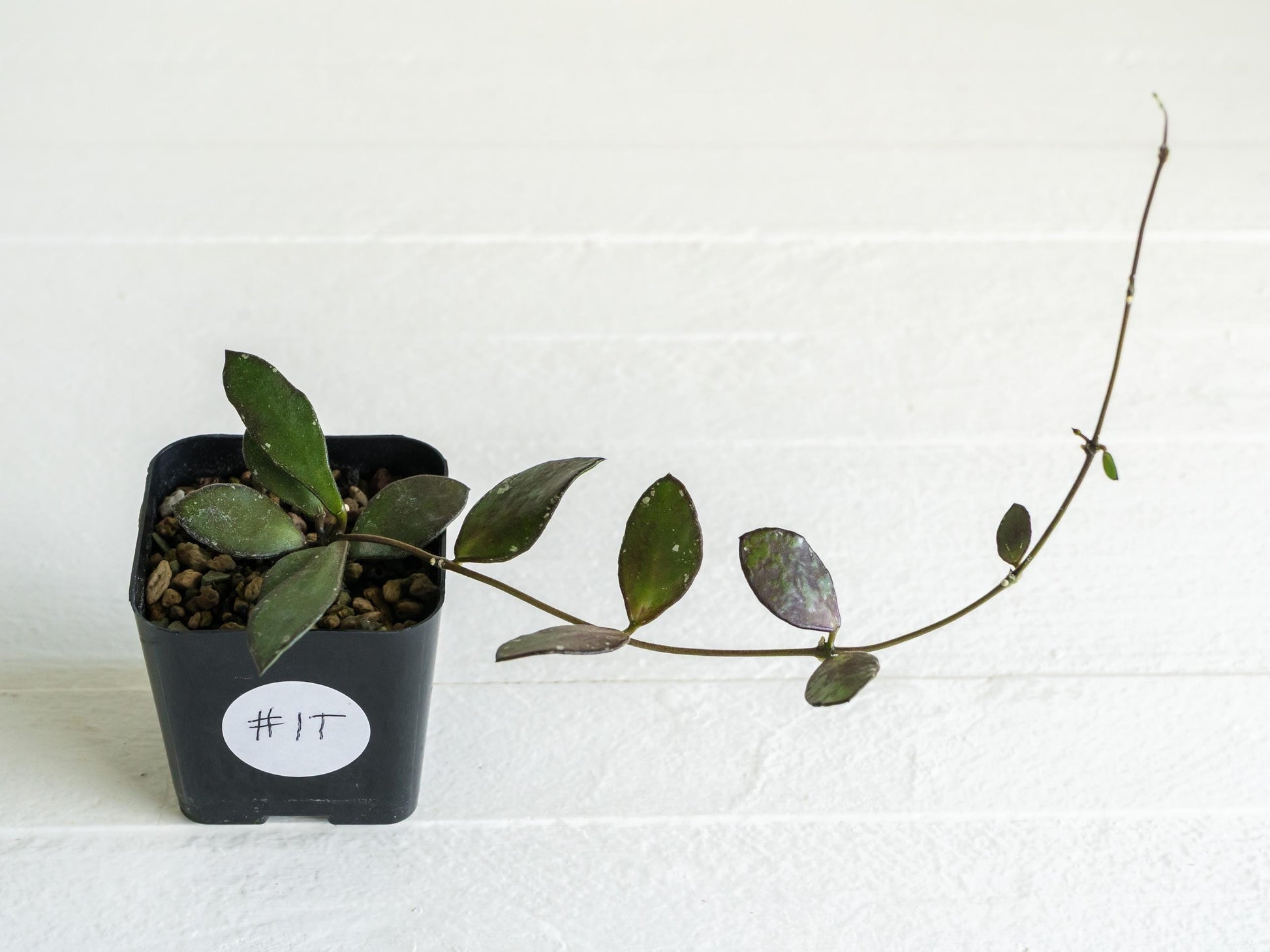 Hoya borneo (Small Leaf) | 2-Inch