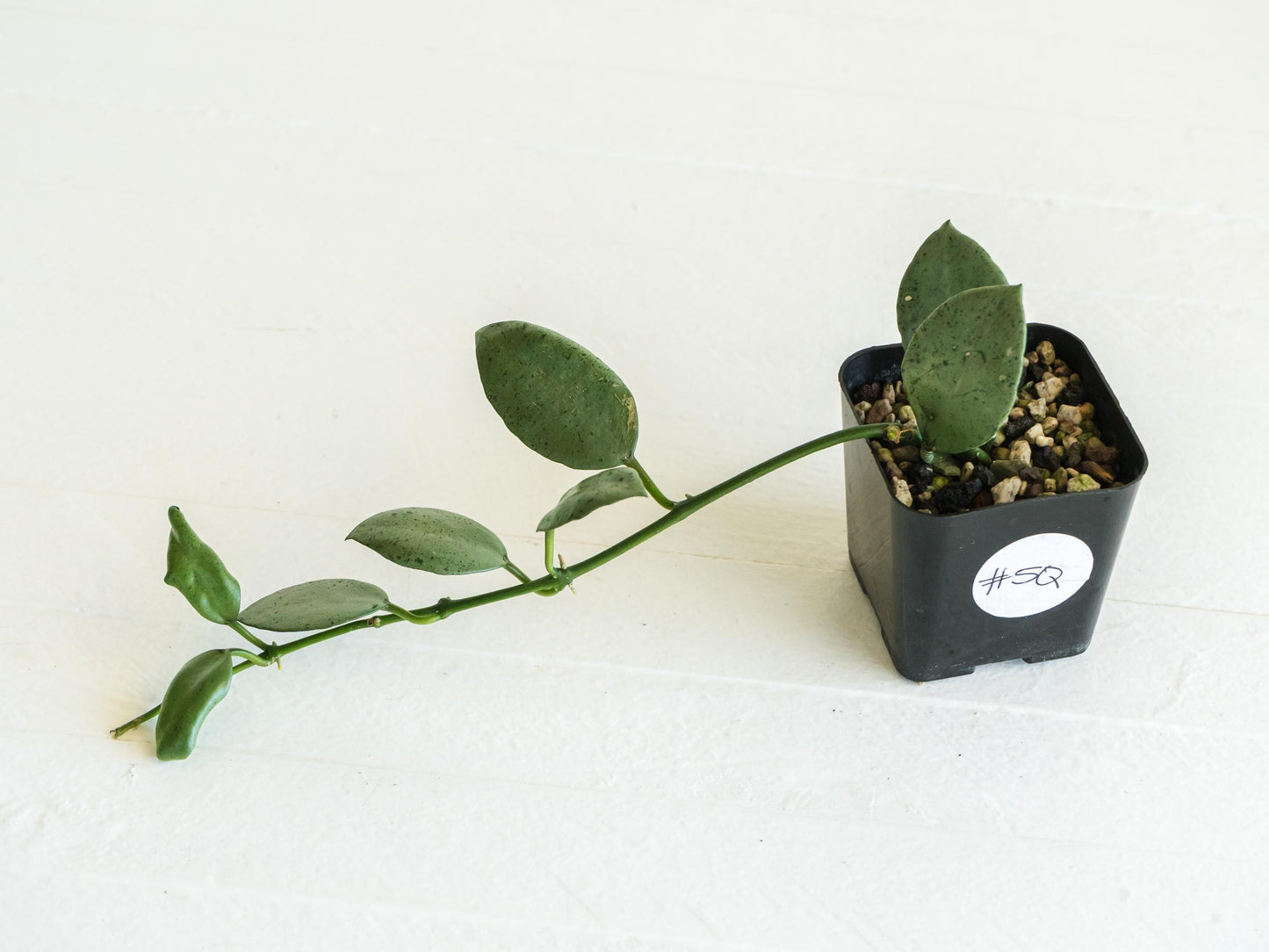 Hoya lacunosa 'Silver Mint Coin' | 2-Inch