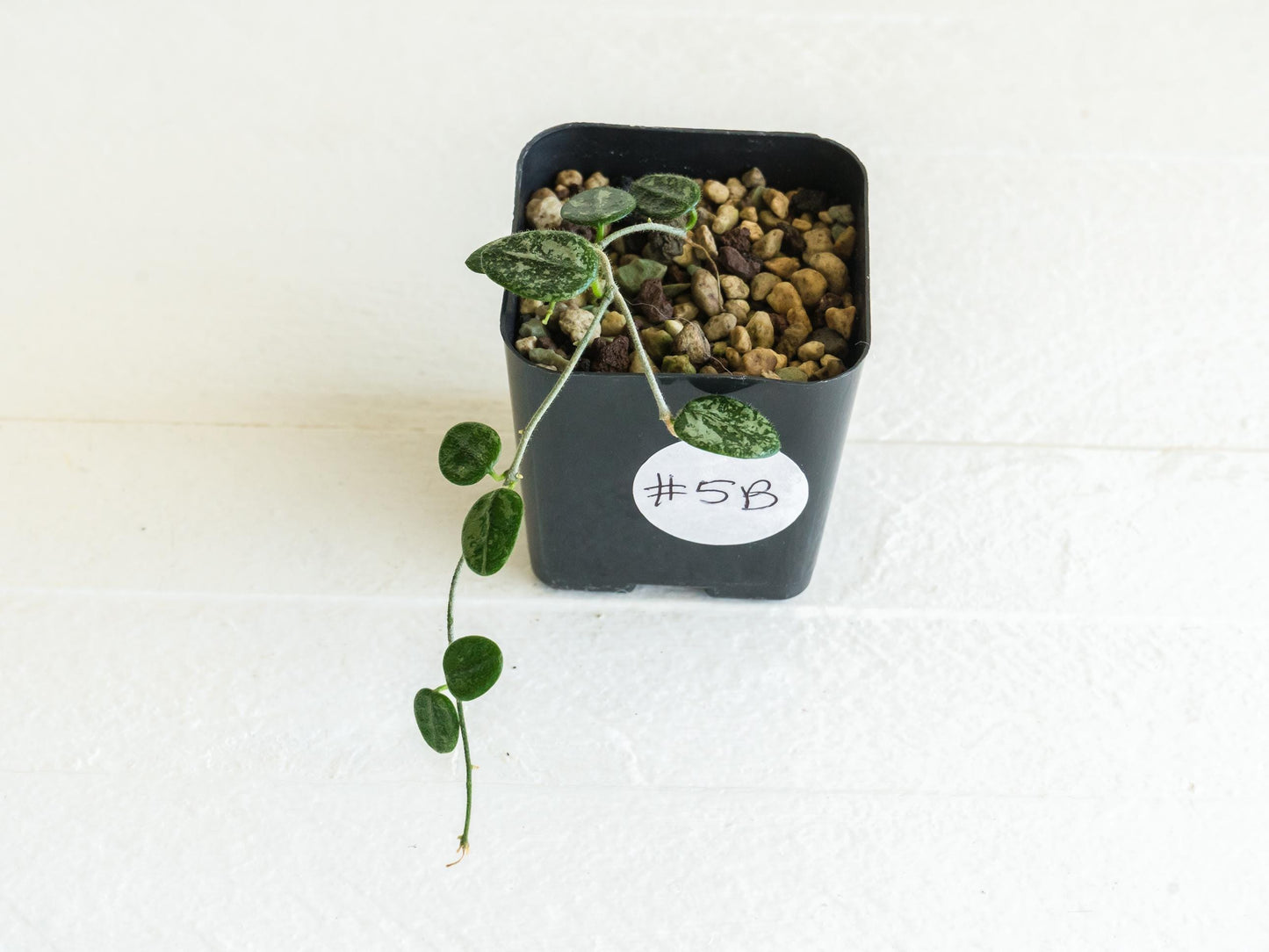 Hoya serpens (Splash) | 2-Inch