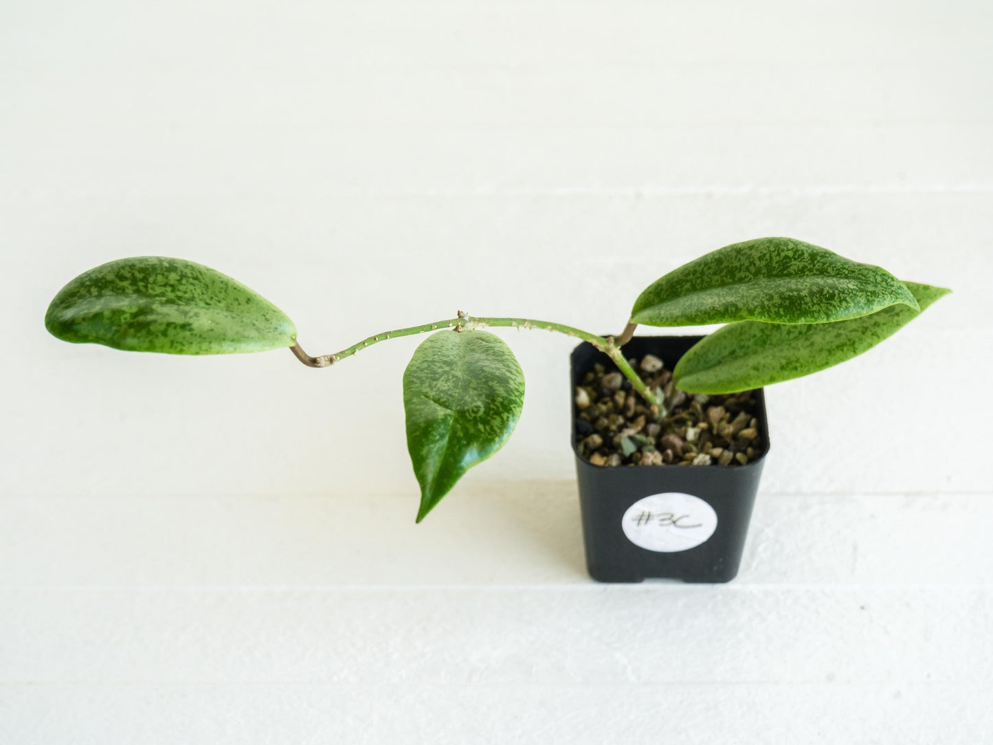 Hoya 'Jita Silver' | 2-Inch