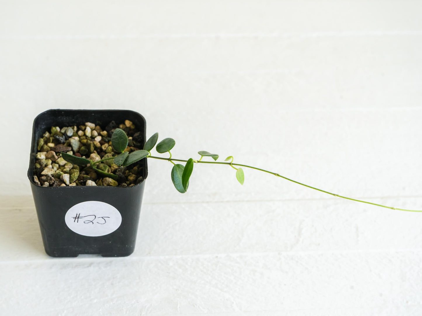 Hoya pulleana IM-02 | 2-Inch