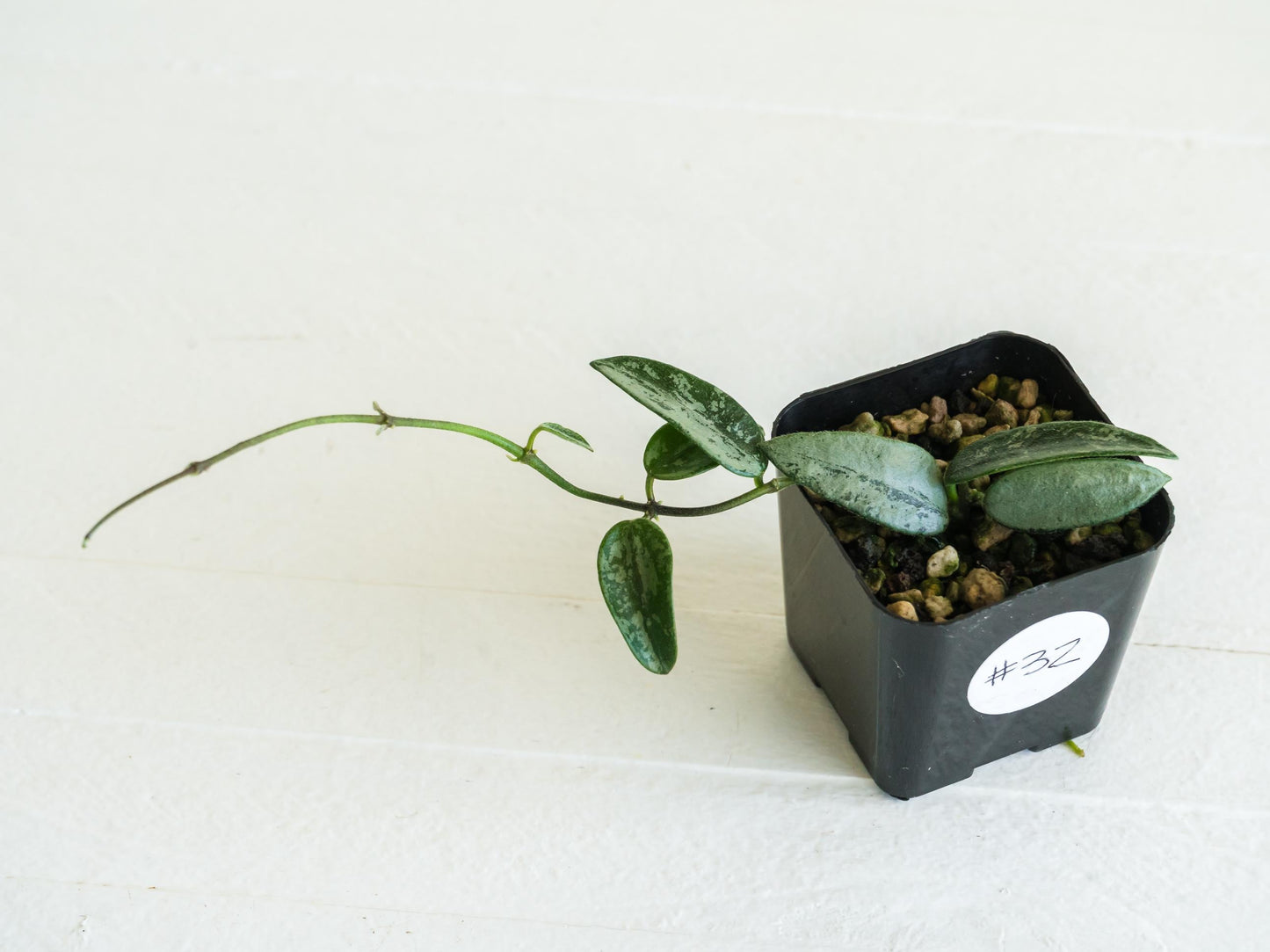 Hoya lima (Silver) | 2-Inch