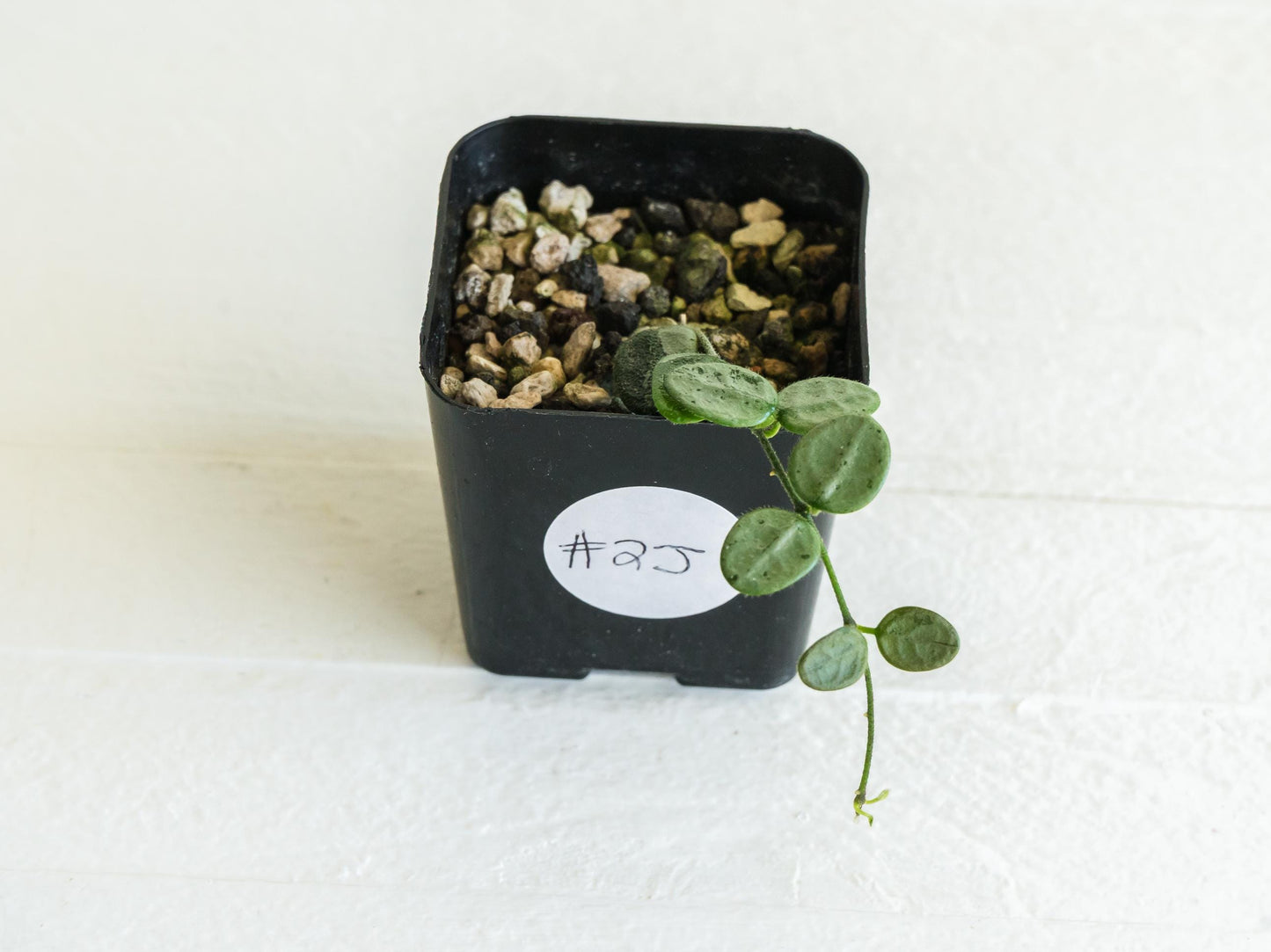 Hoya serpens (Silver) | 2-Inch