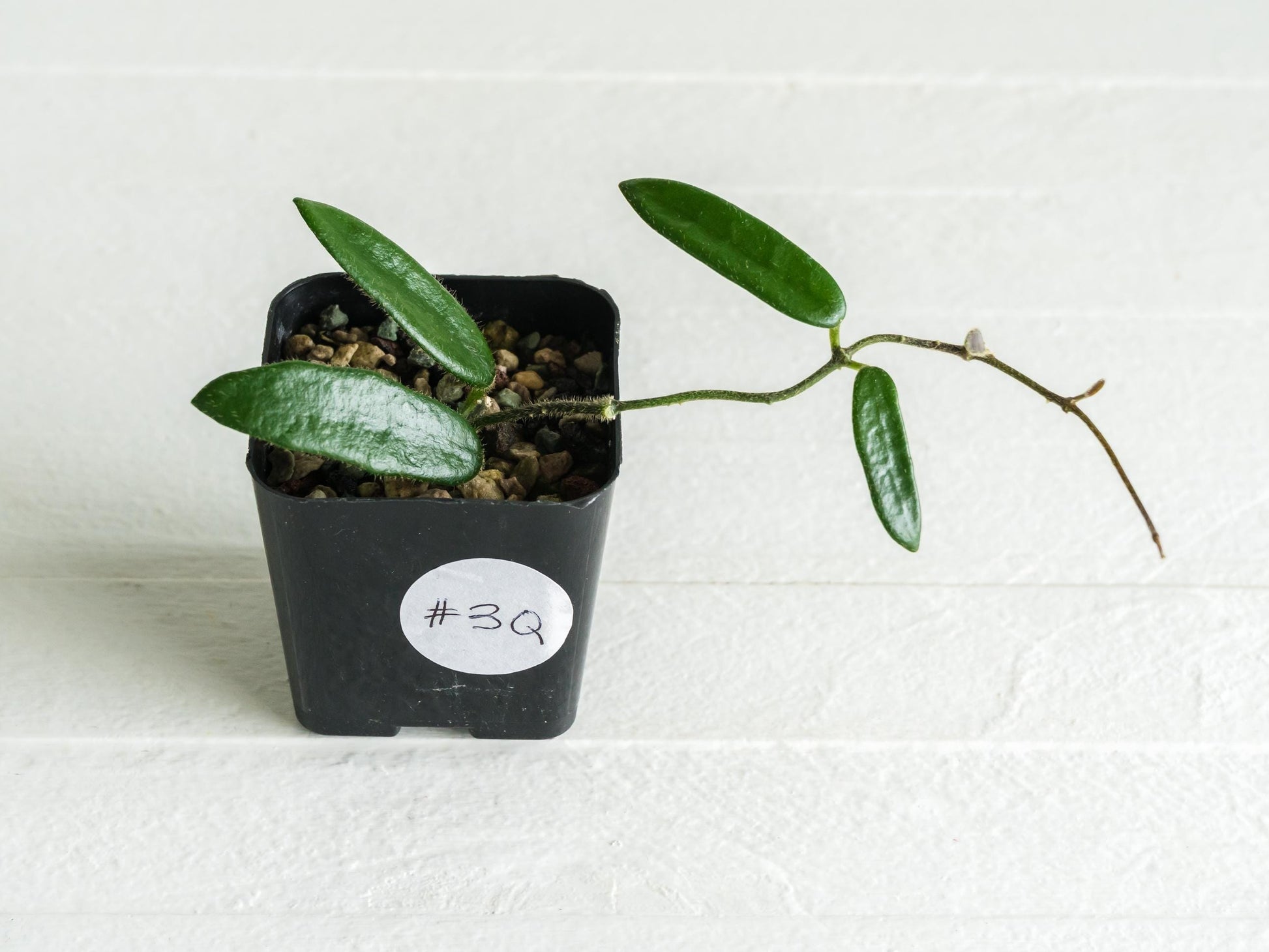 Hoya lyi | 2-Inch