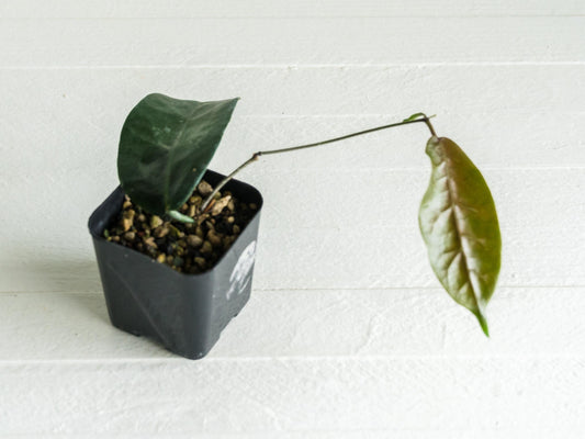 Hoya megalaster | 2-Inch