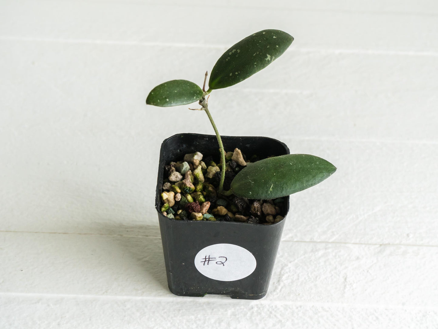 Hoya sabah 'Dragonfly' (EPC-960) | 2-Inch