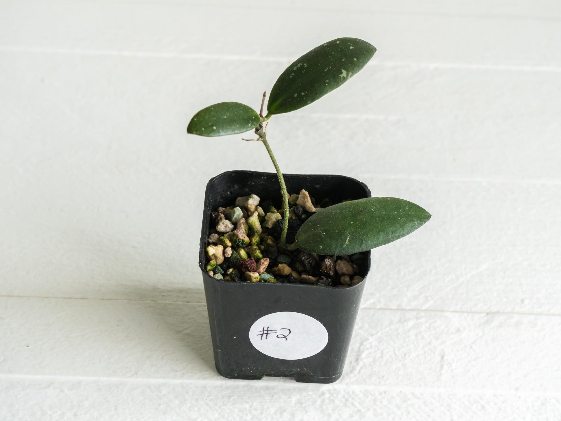 Hoya sabah 'Dragonfly' (EPC-960) | 2-Inch