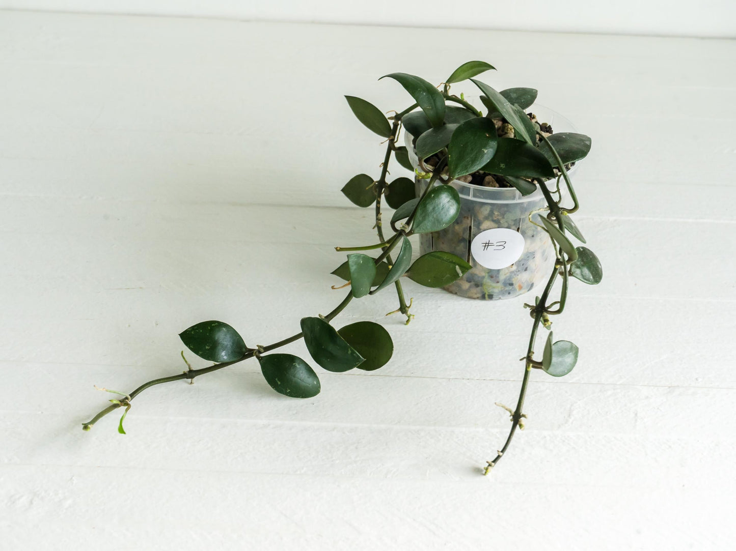 Hoya sipitangensis | 3-Inch