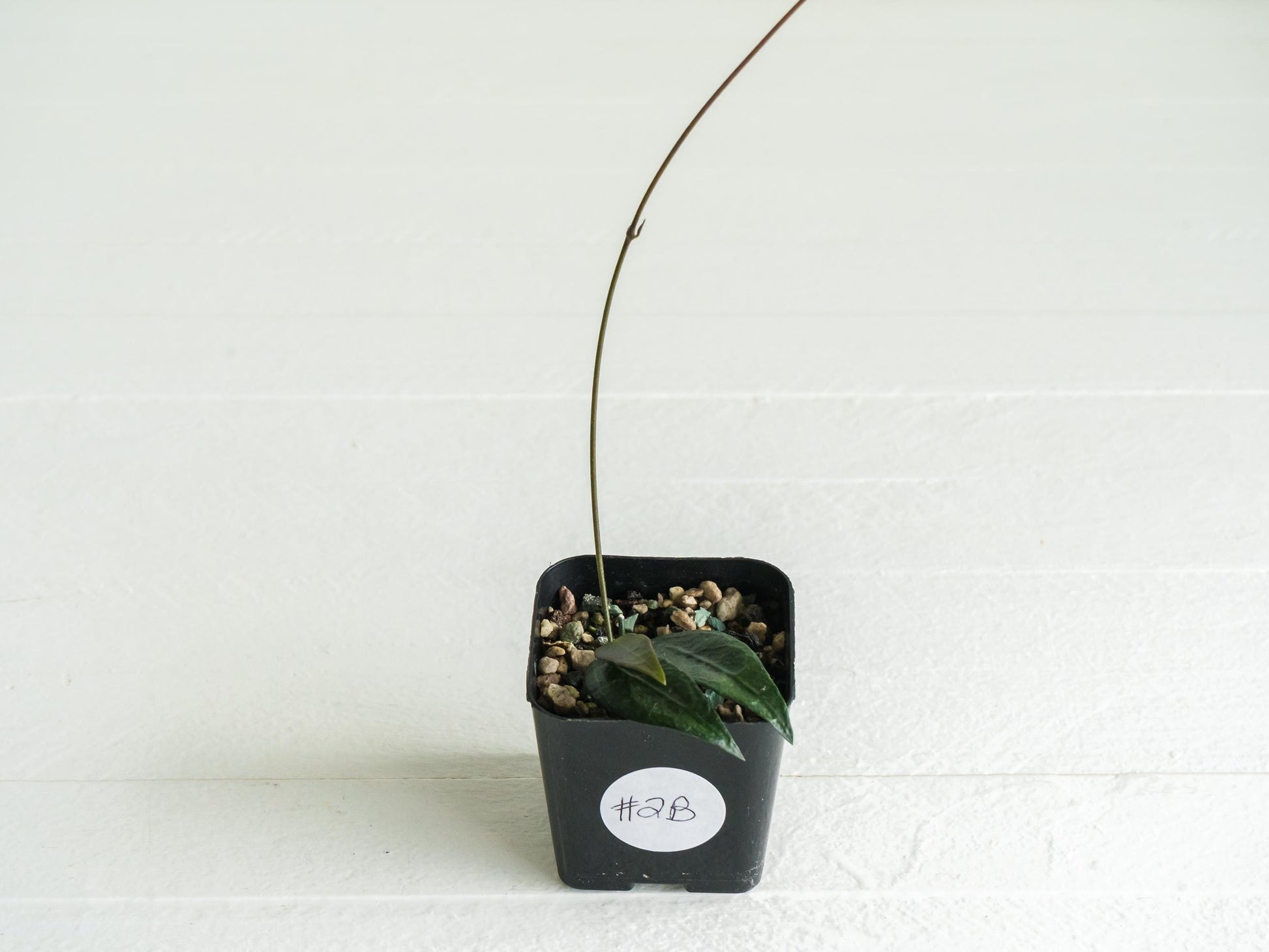 Dischidia GPS-88 | 2-Inch FKA as a Hoya