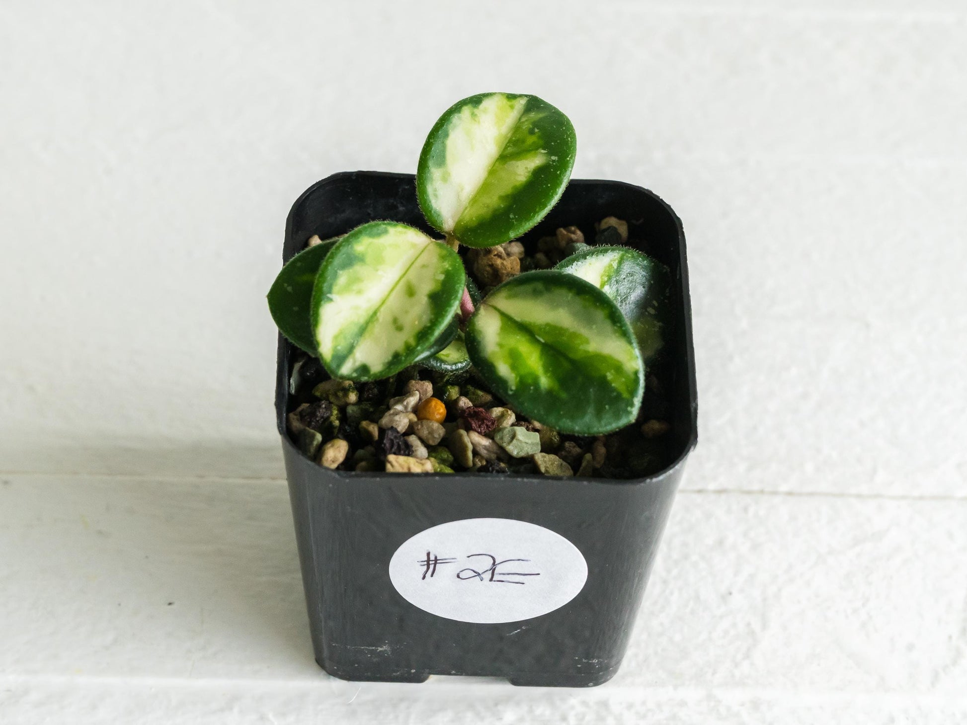 Hoya 'Mathilde' (Inner Variegated) | 2-Inch