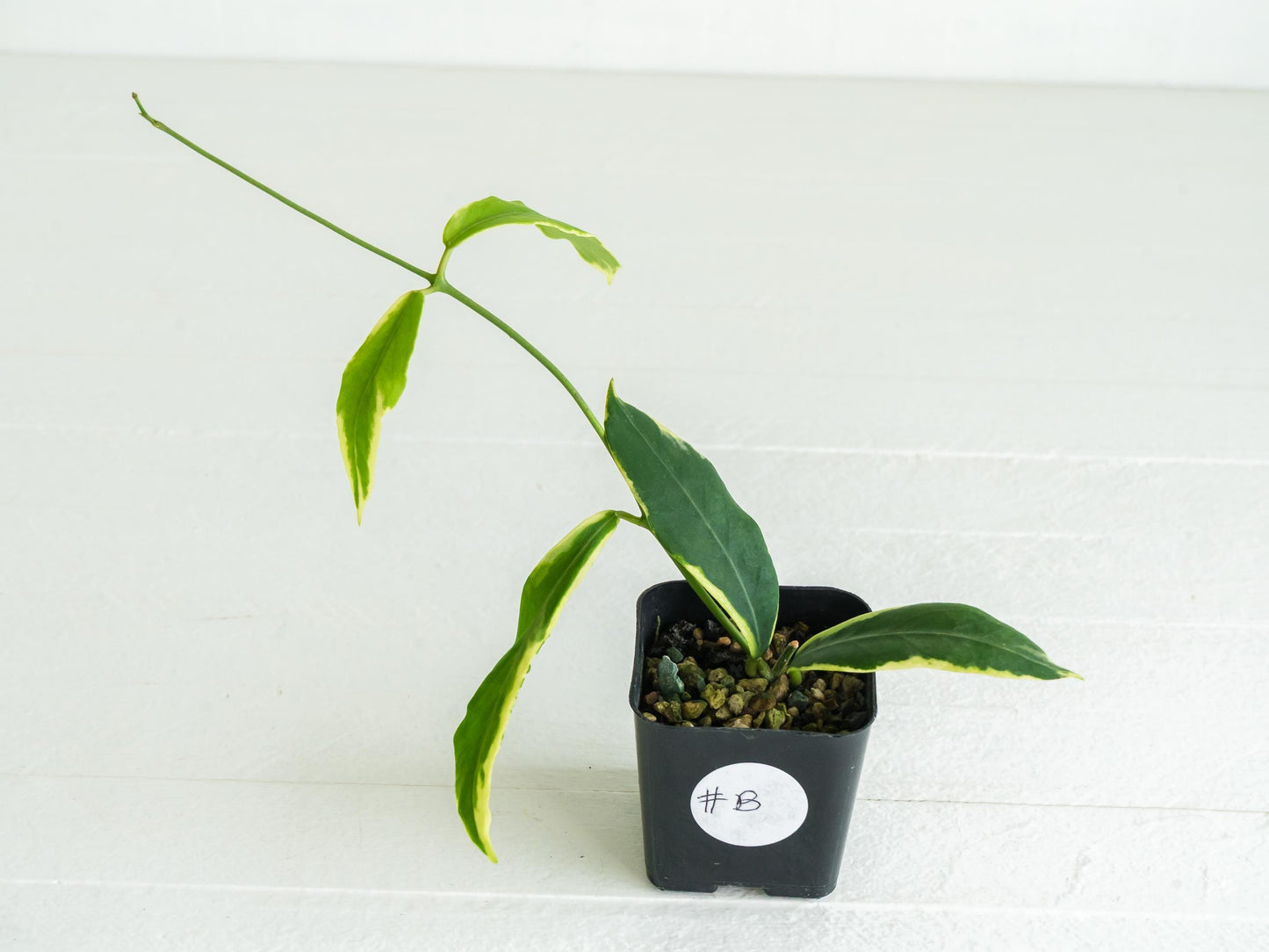 Hoya pimenteliana (Albo / Outer Variegated) | 2-Inch