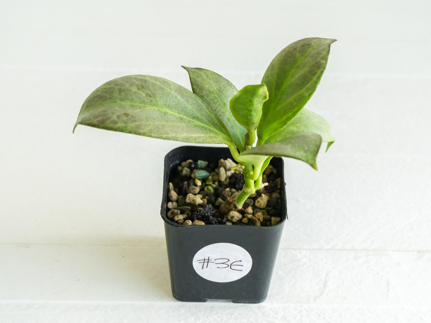 Hoya obscura (Silver) | 2-Inch