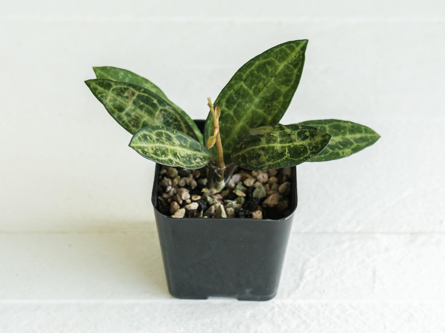 Hoya elliptica (Splash) | 2-Inch