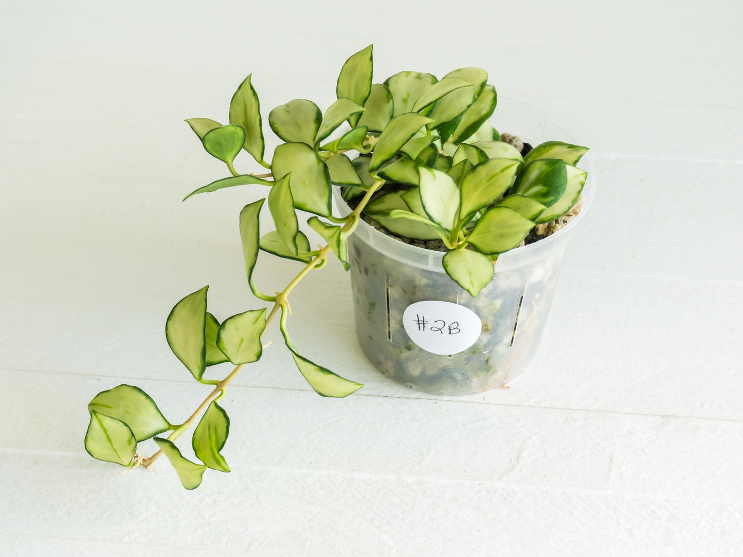 Hoya heuschkeliana (Inner Variegated) | 3-Inch