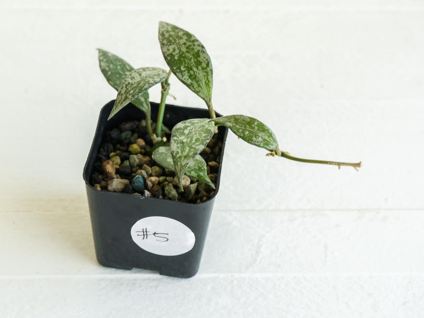 Hoya lacunosa 'Silver Lime' | 2-Inch