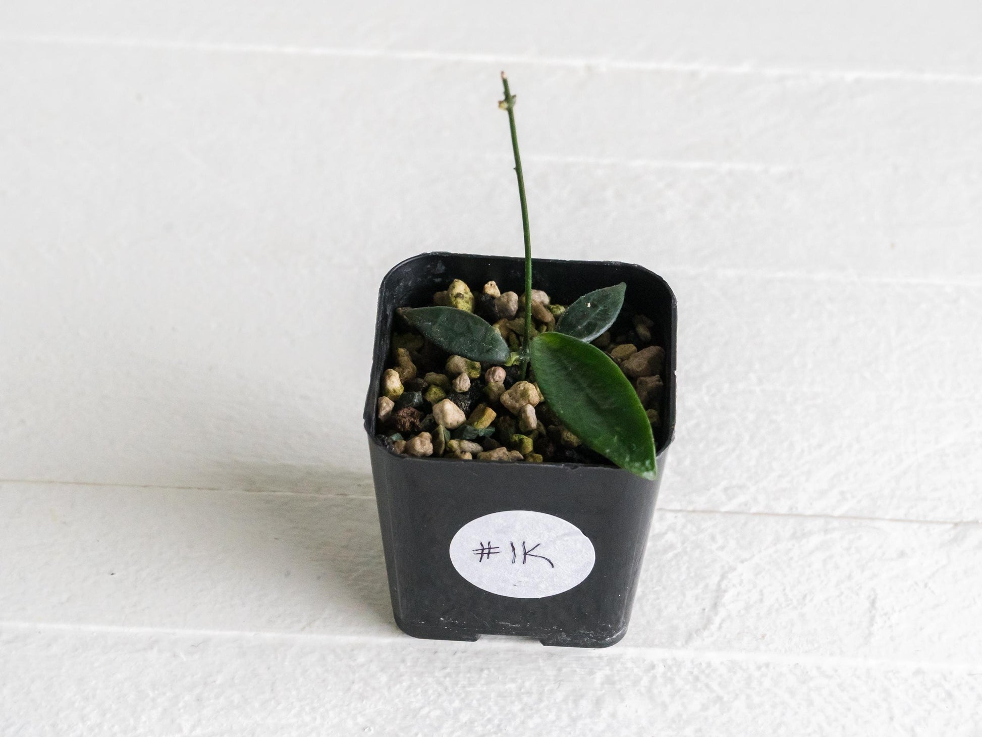 Dischidia GPS-88 | 2-Inch FKA as a Hoya