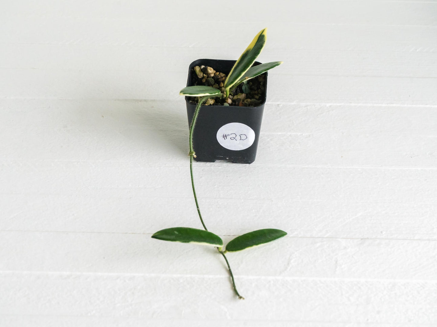 Hoya lyi 'Prism' (Pink Flower) | 2-Inch