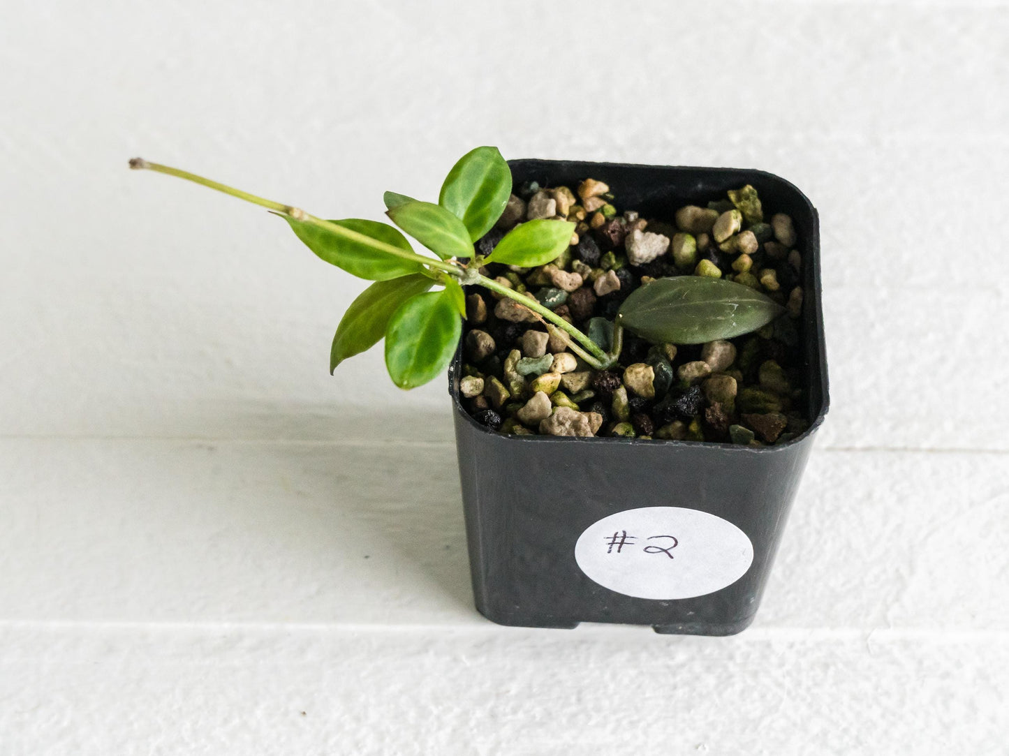 Hoya microdwarf (NS12-323) | 2-Inch