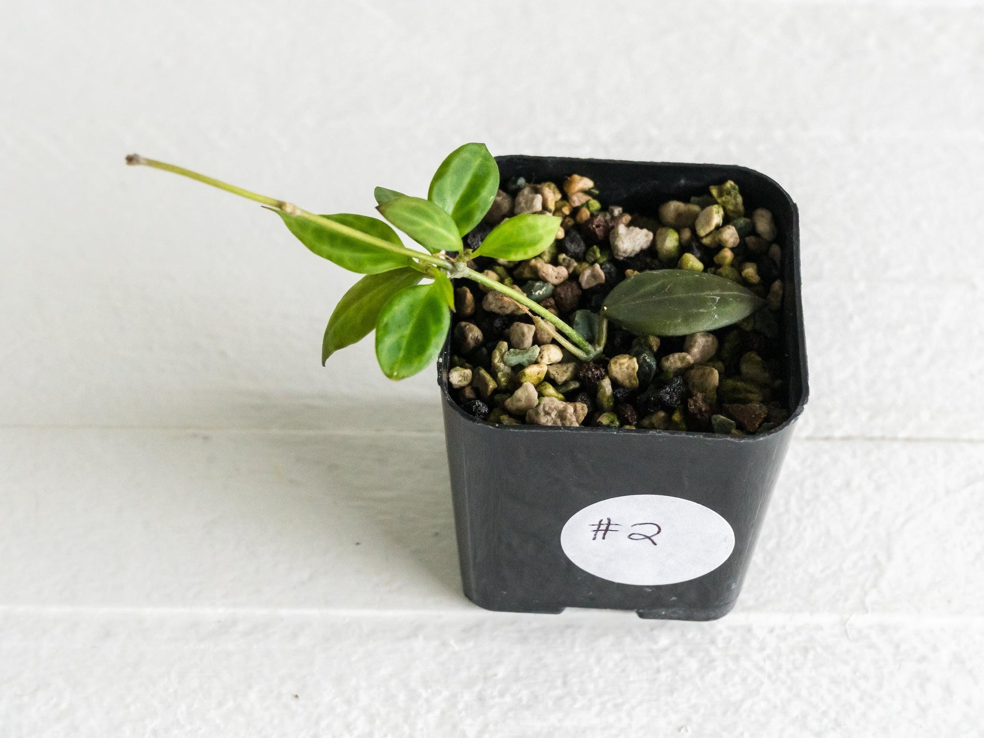 Hoya microdwarf (NS12-323) | 2-Inch