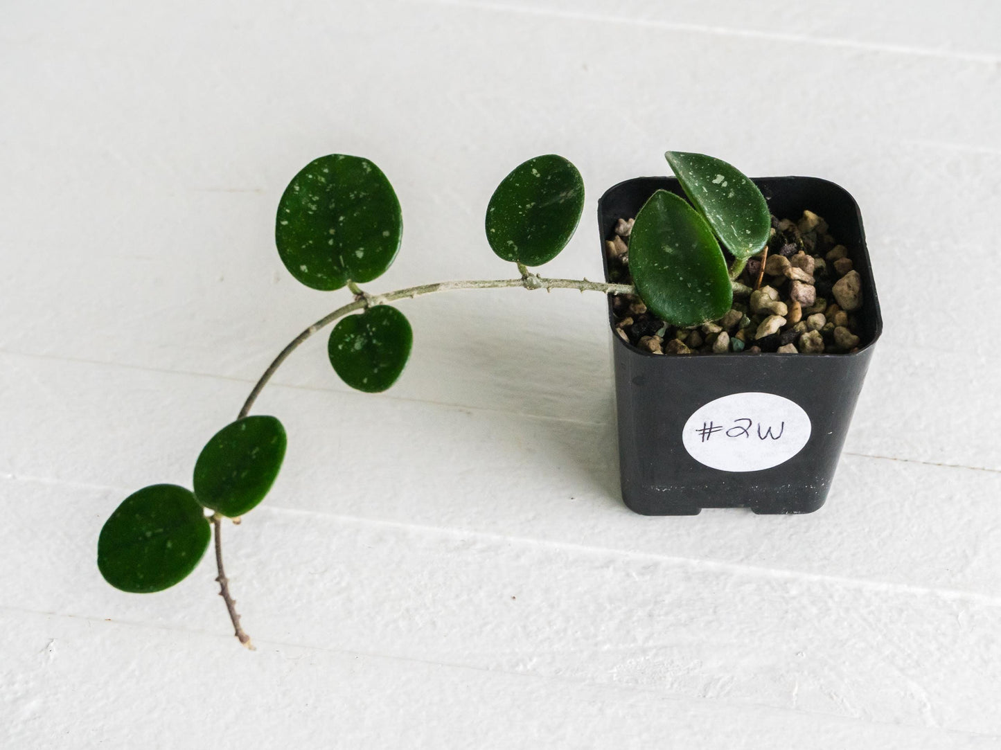 Hoya 'Mathilde' | 2-Inch
