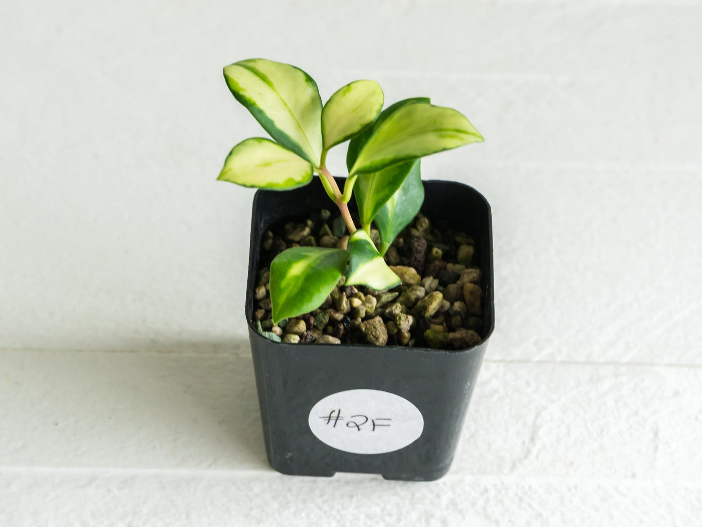 Hoya heuschkeliana (Inner Variegated)| 2-Inch