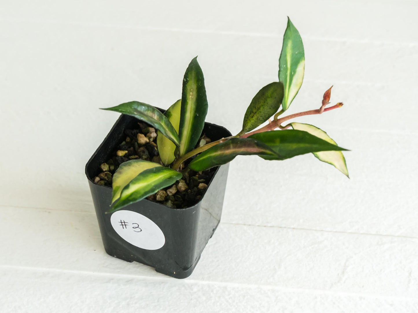 Hoya lacunosa 'Souma' | 2-Inch